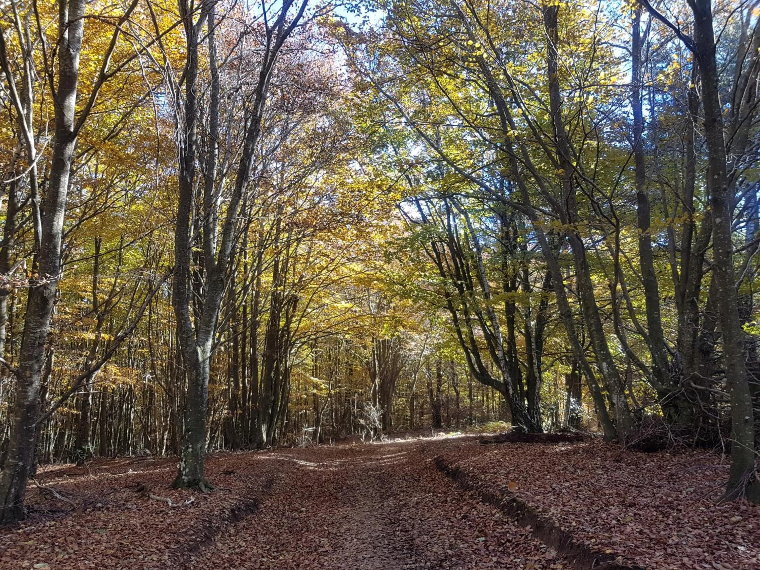 Natural landscape in Santuari de la Salut de Sant Feliu de Pallerols