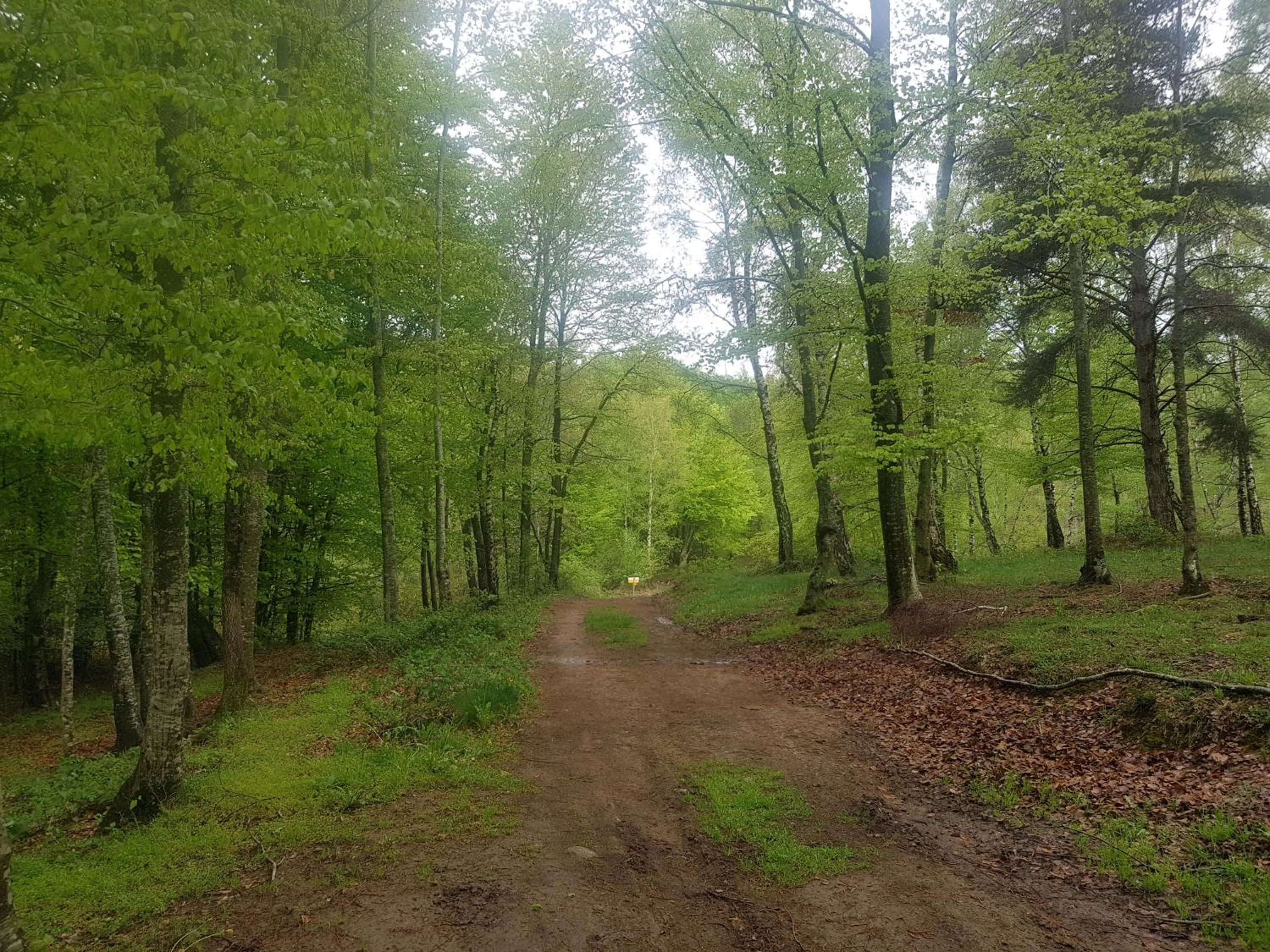 Natural landscape in Santuari de la Salut de Sant Feliu de Pallerols