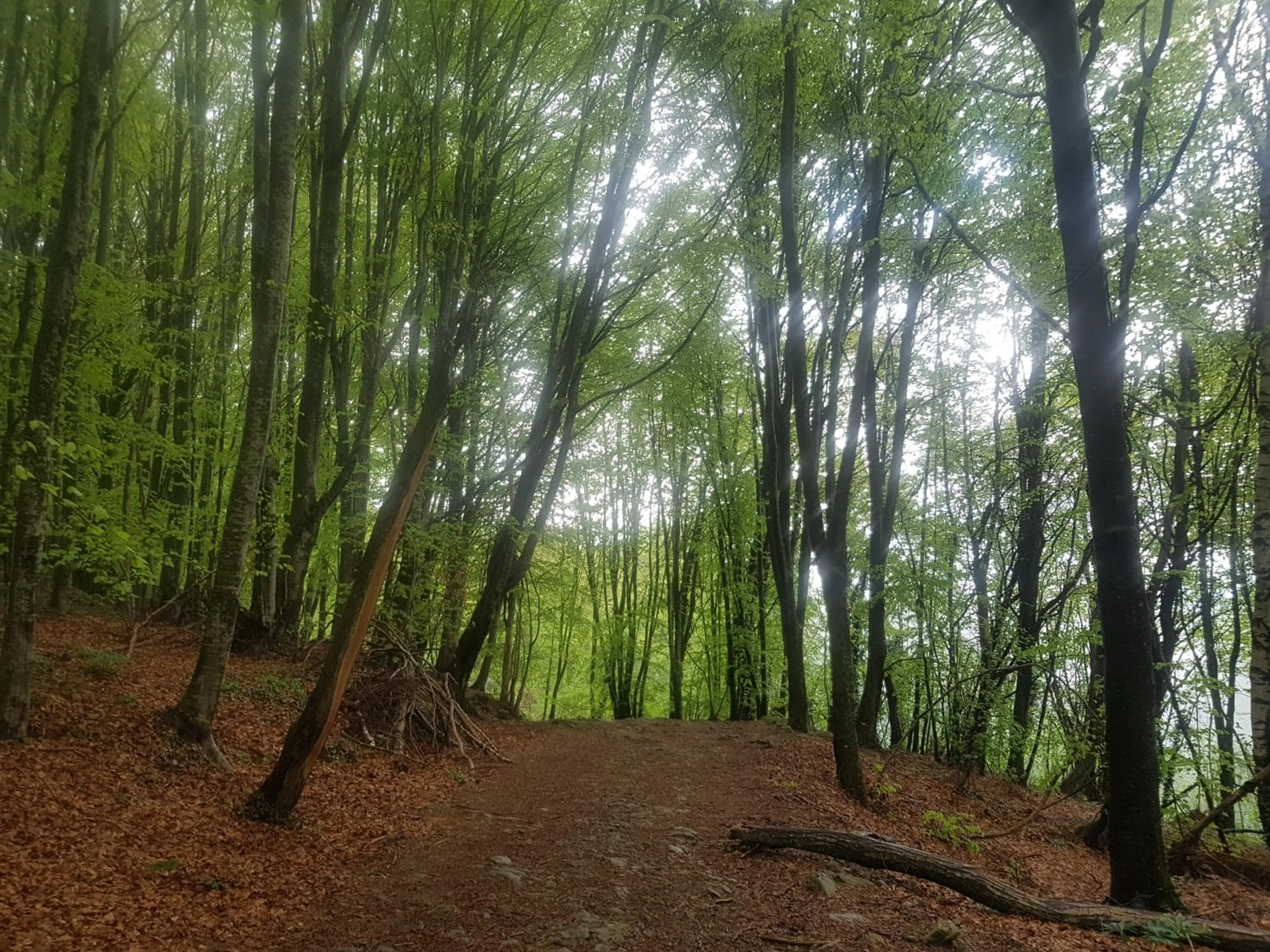 Natural landscape in Santuari de la Salut de Sant Feliu de Pallerols