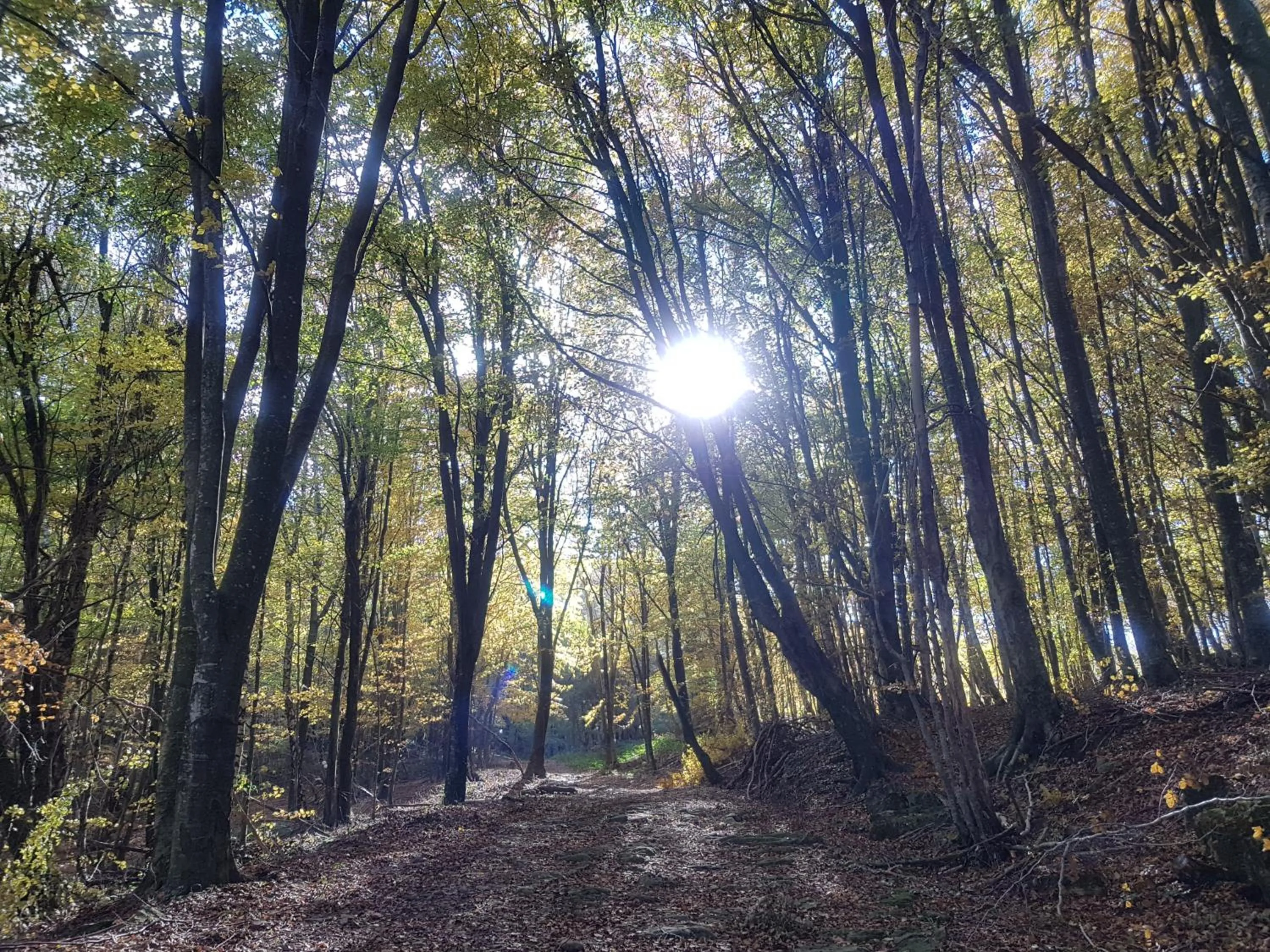 Natural landscape in Santuari de la Salut de Sant Feliu de Pallerols