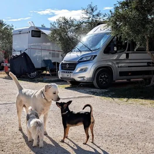 Animals in Lilybeo Village