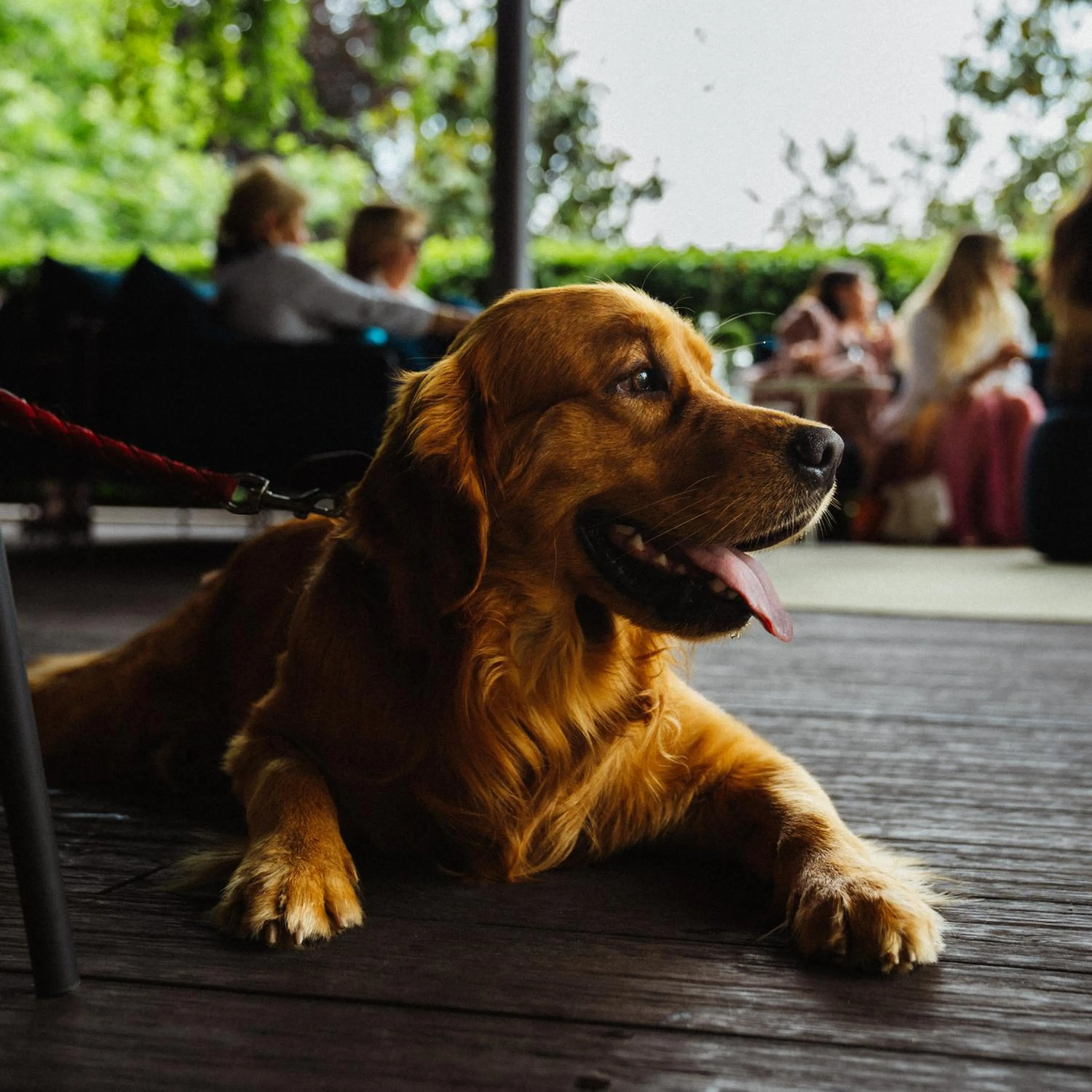 Pets in L'Albereta Relais & Chateaux