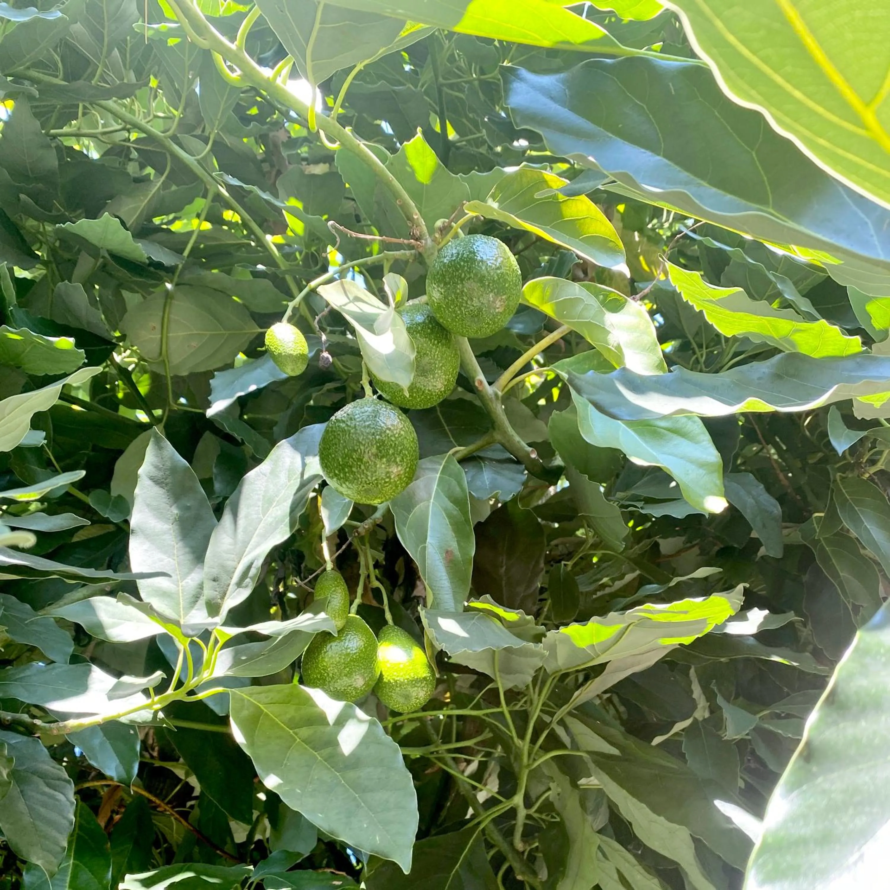 Garden view in Avocado Hôtel Restaurant