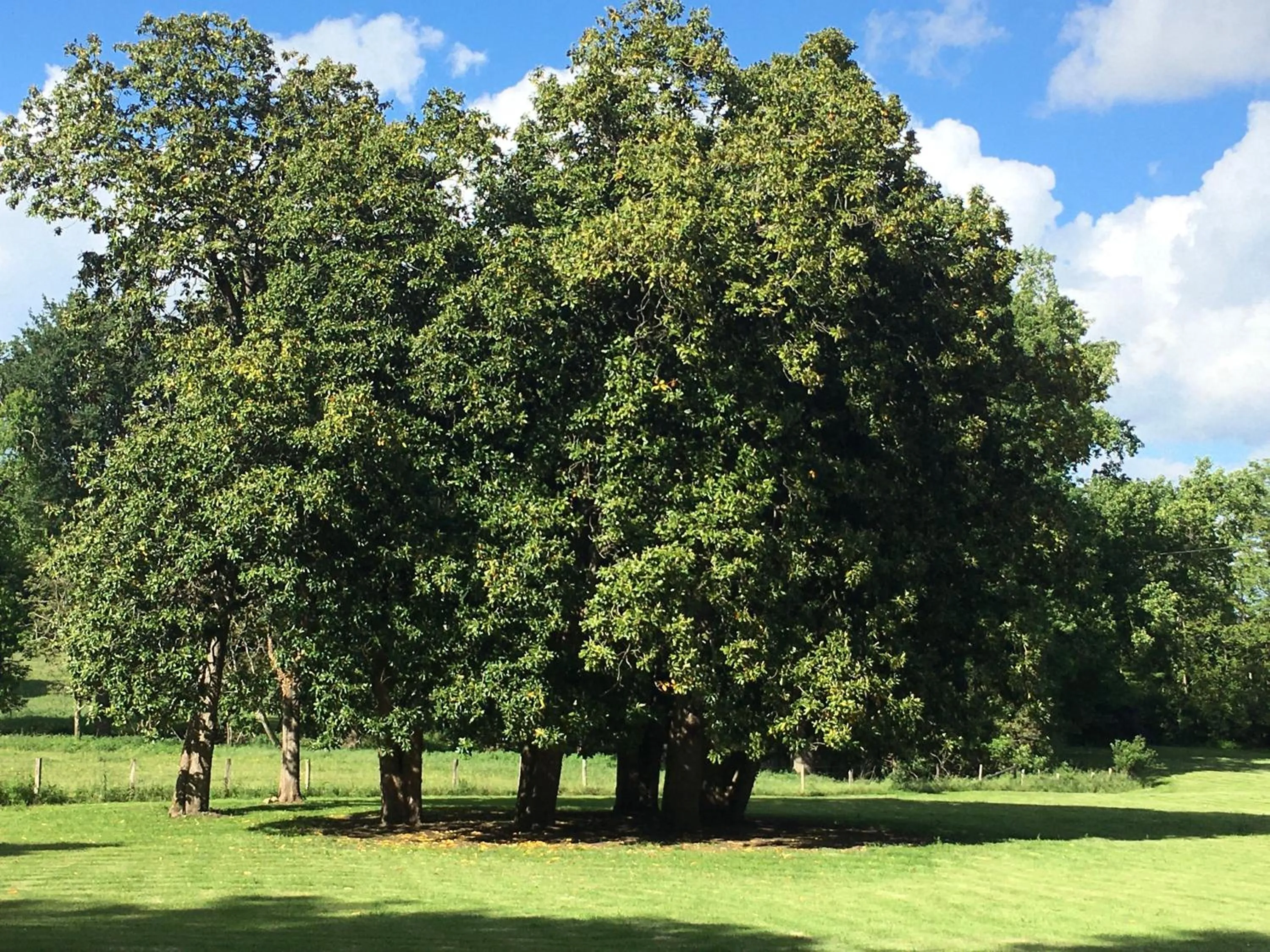 Spring in Chateau Vary