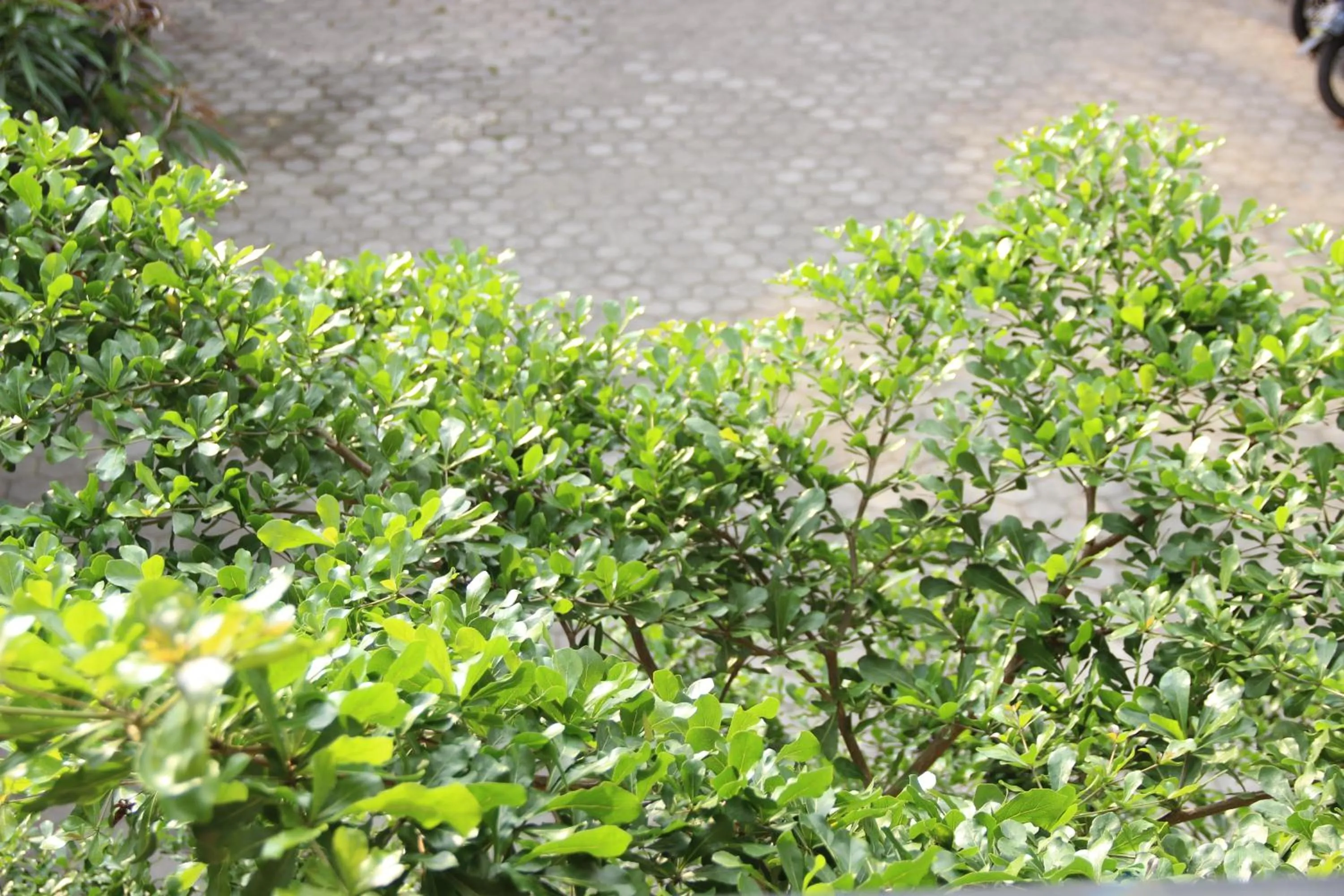 View (from property/room) in Bamboe Inn Homestay