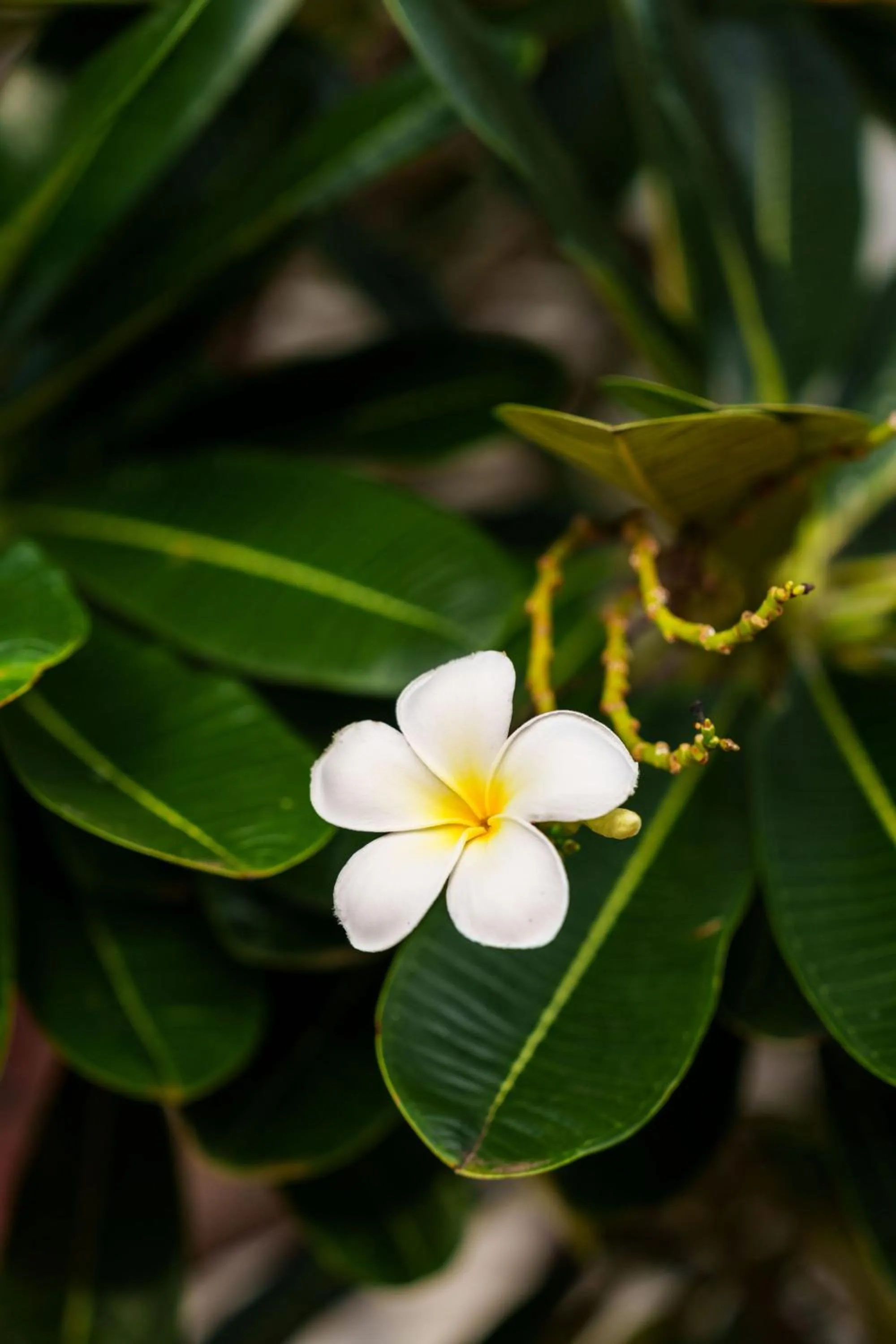 Freshwater East Kimberley Apartments