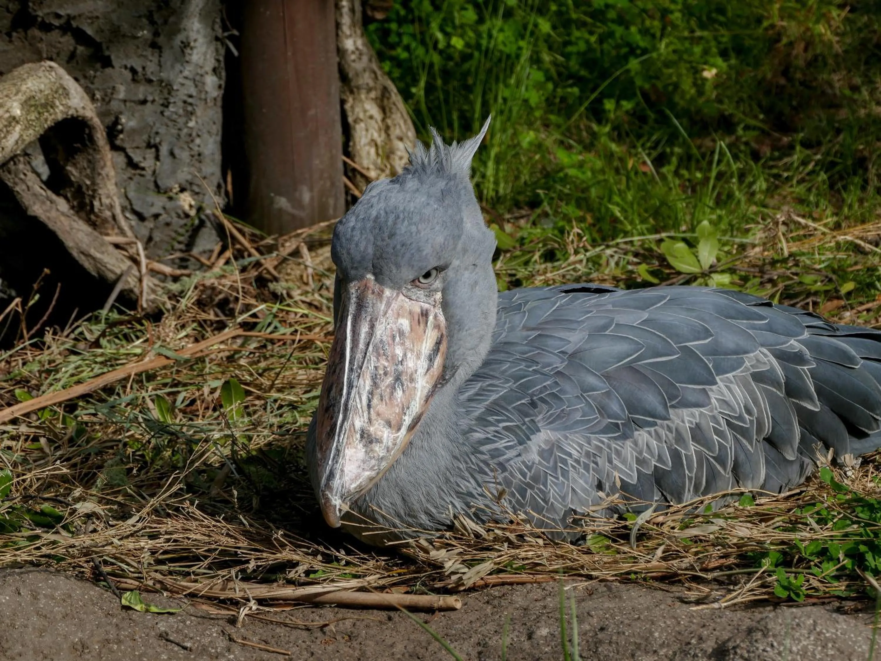 Nearby landmark in KOKO HOTEL Kobe Shinnagata - formerly Hotel Wing International Kobe - Shinnagata Ekimae