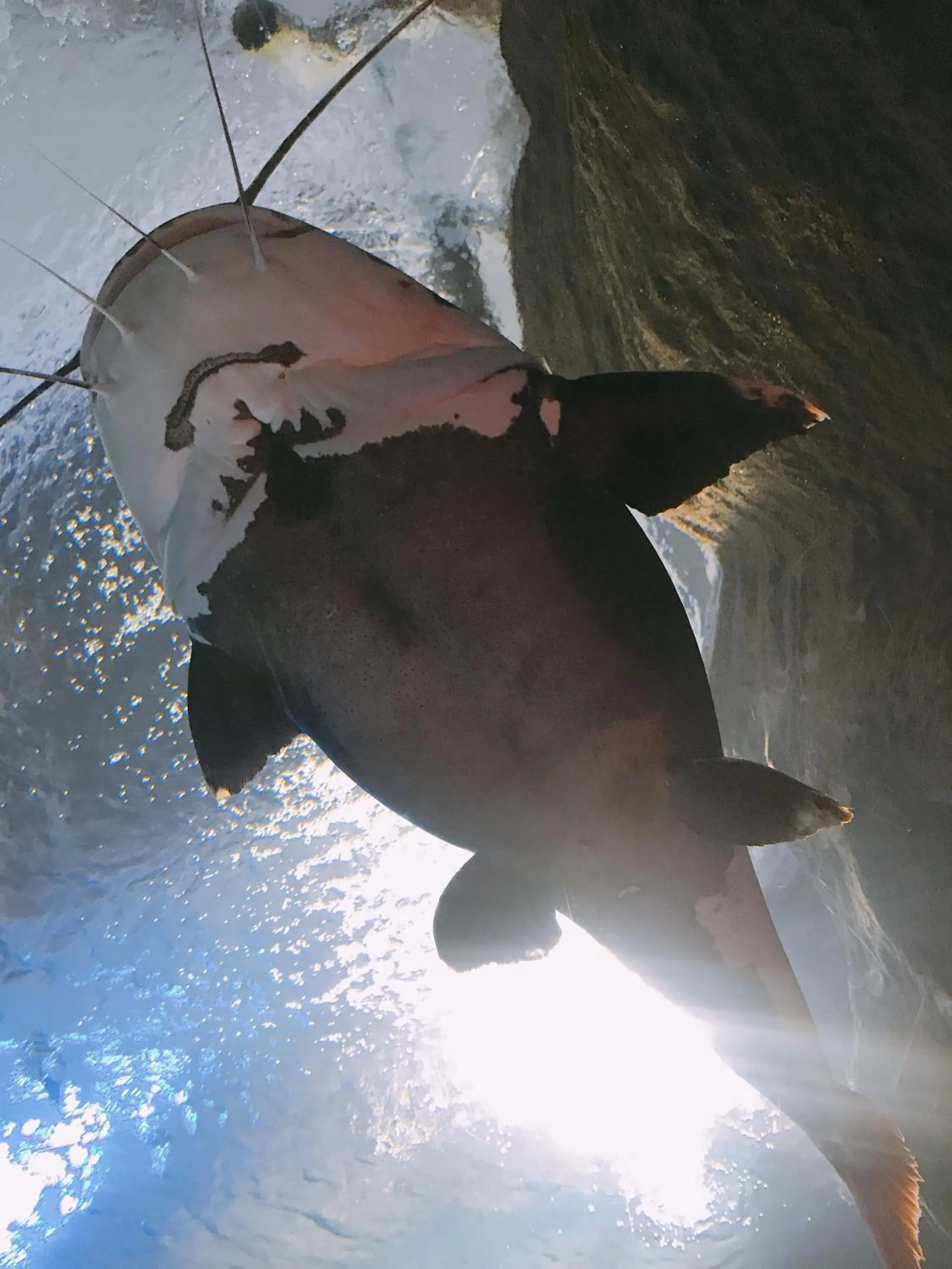 Nearby landmark in KOKO HOTEL Kobe Shinnagata - formerly Hotel Wing International Kobe - Shinnagata Ekimae