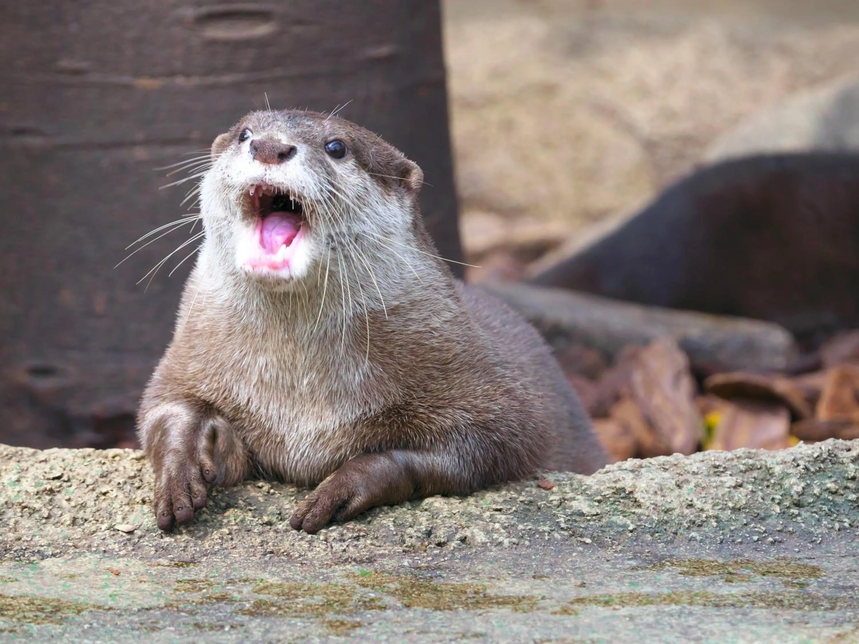 Nearby landmark in KOKO HOTEL Kobe Shinnagata - formerly Hotel Wing International Kobe - Shinnagata Ekimae
