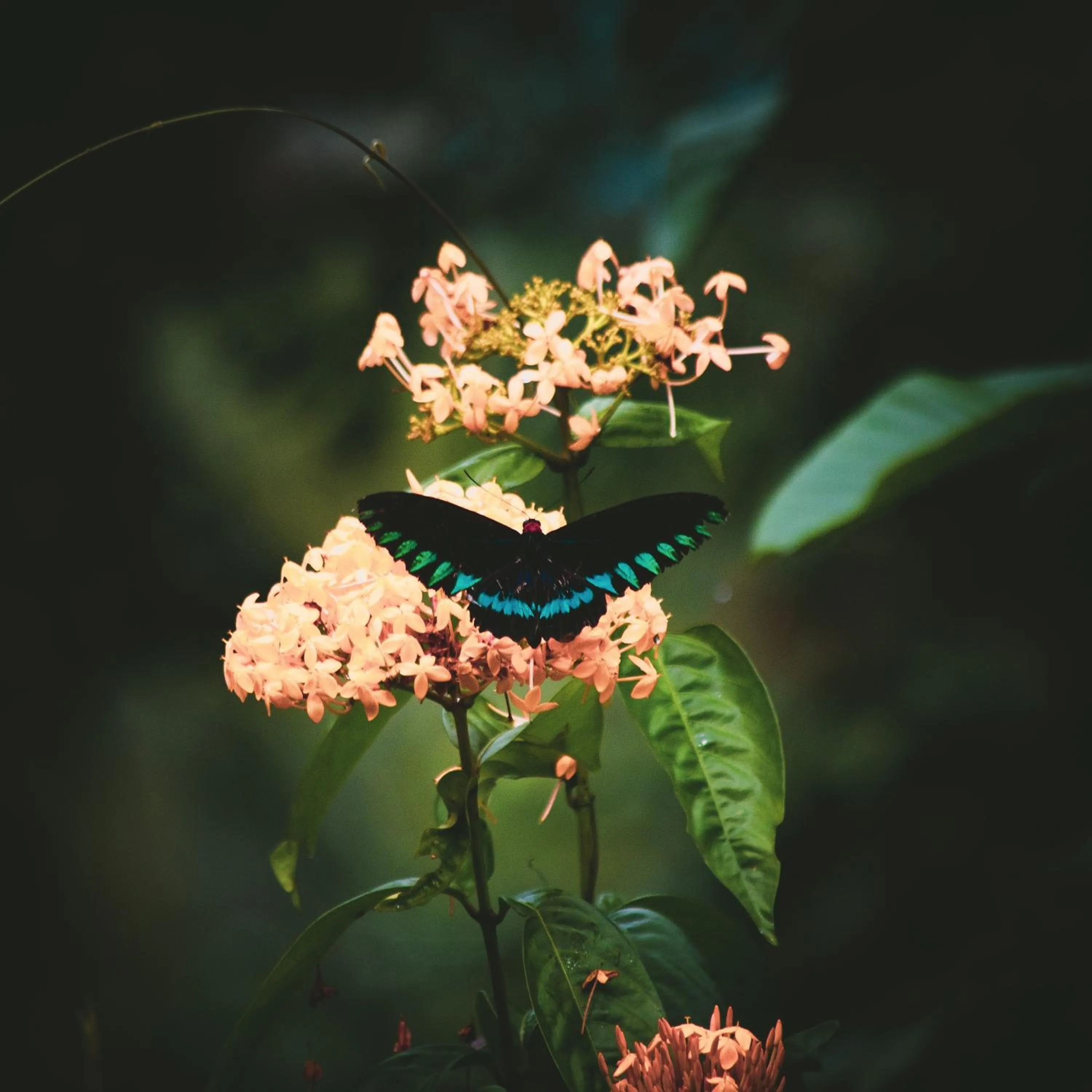 Jungle bar Resto & Cottages