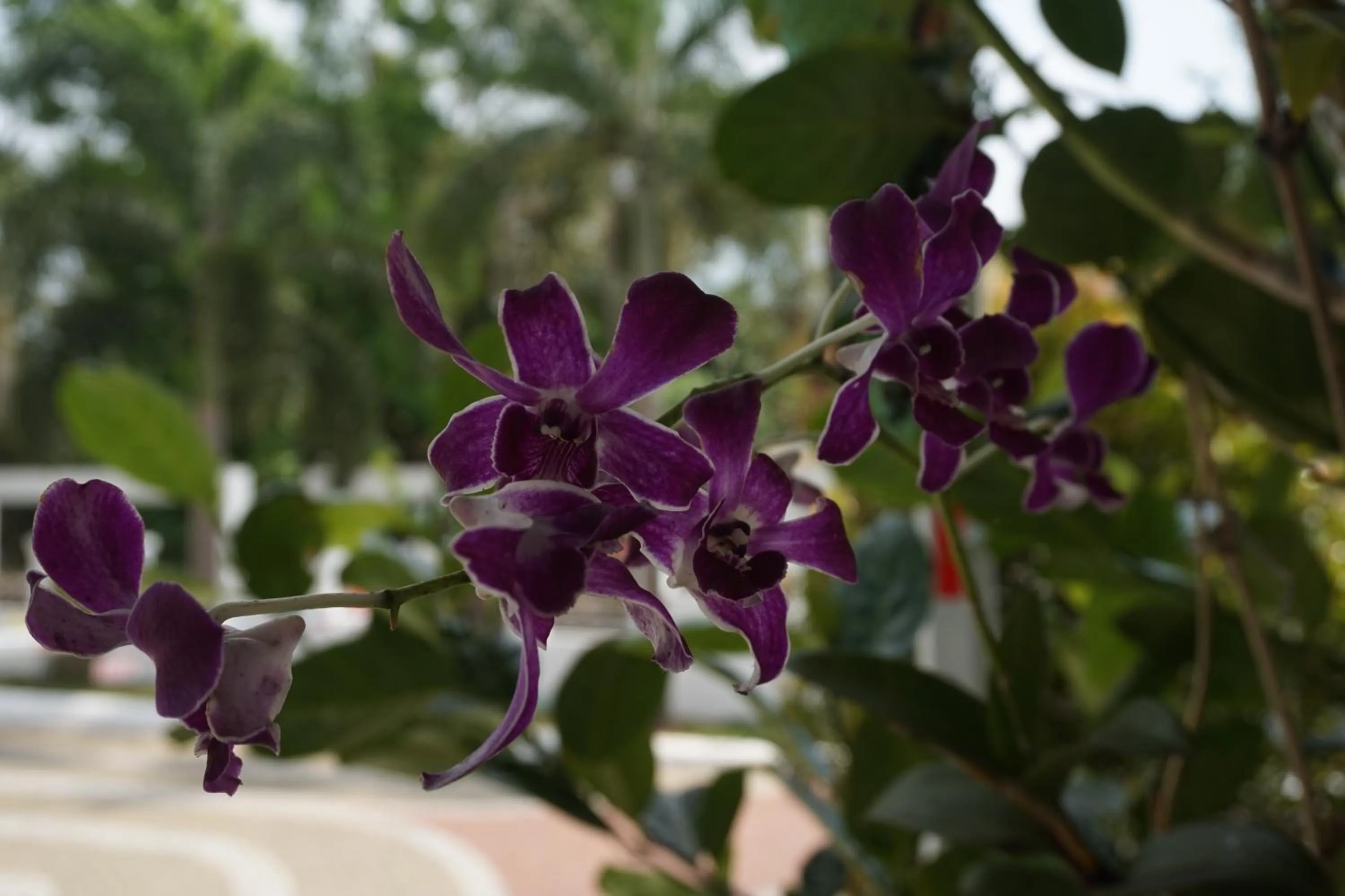 Facade/entrance in Hotel White Gate Residency -near to Vaikom Sri Mahadeva Temple
