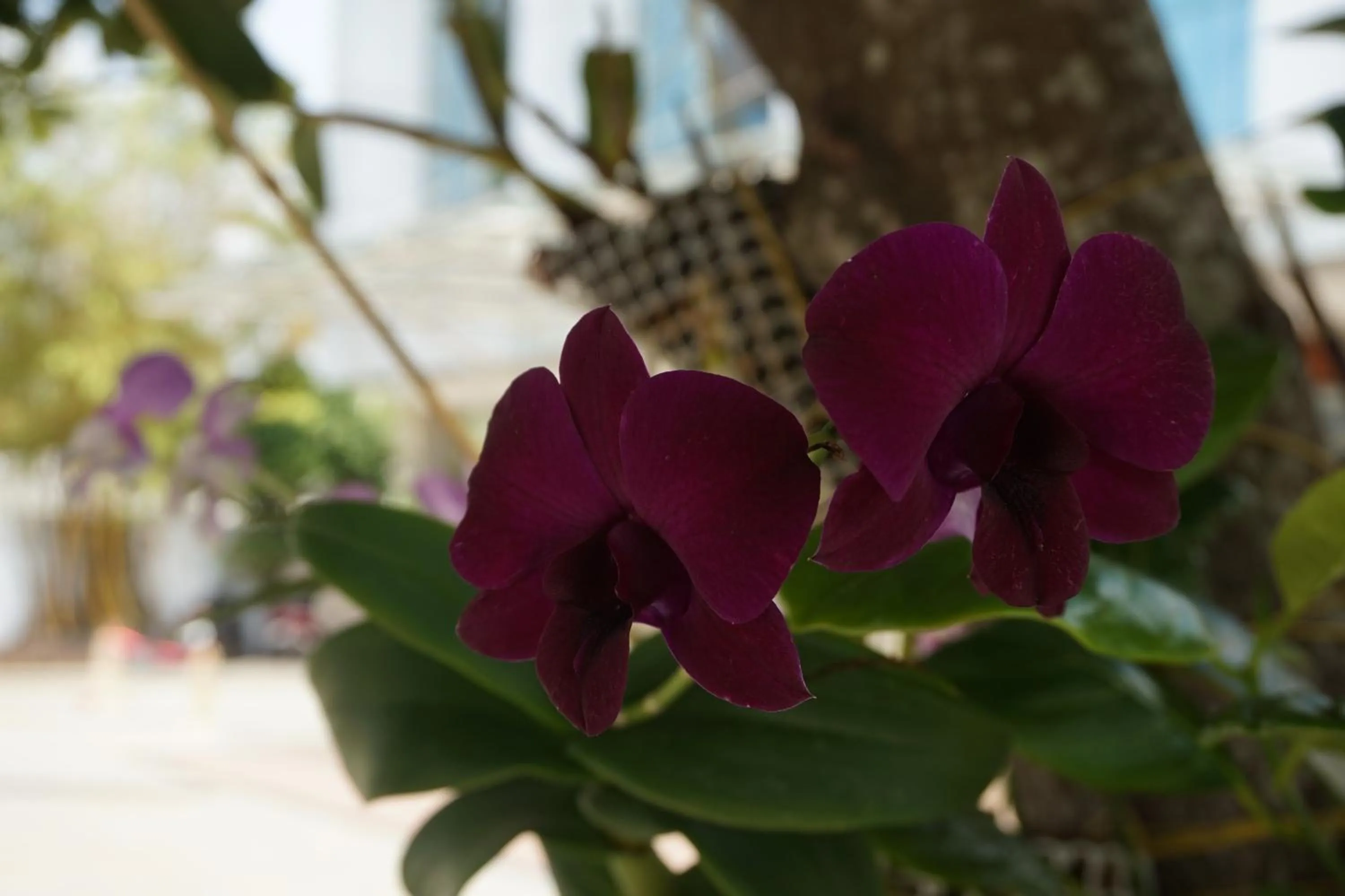 Parking in Hotel White Gate Residency -near to Vaikom Sri Mahadeva Temple