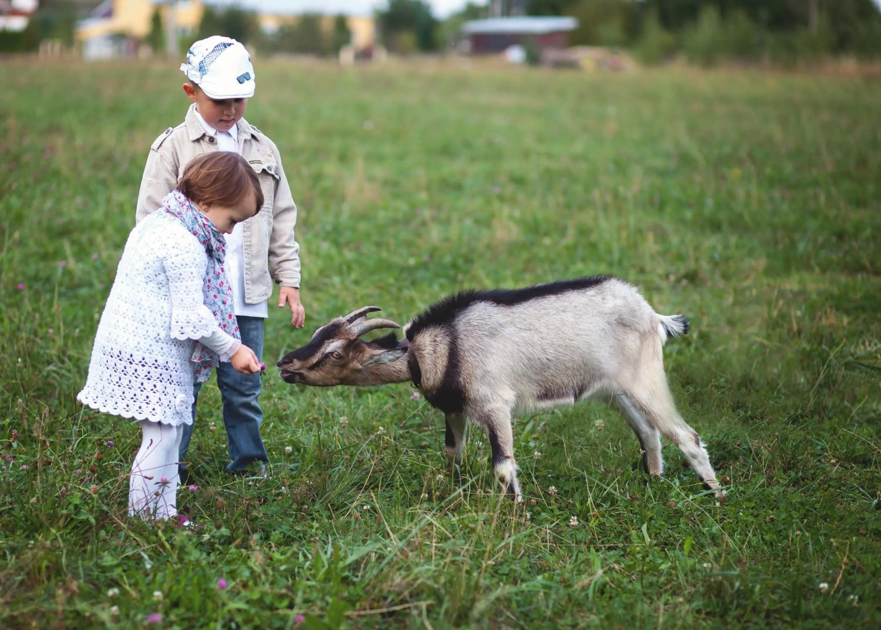 Pets in Jaś Wędrowniczek