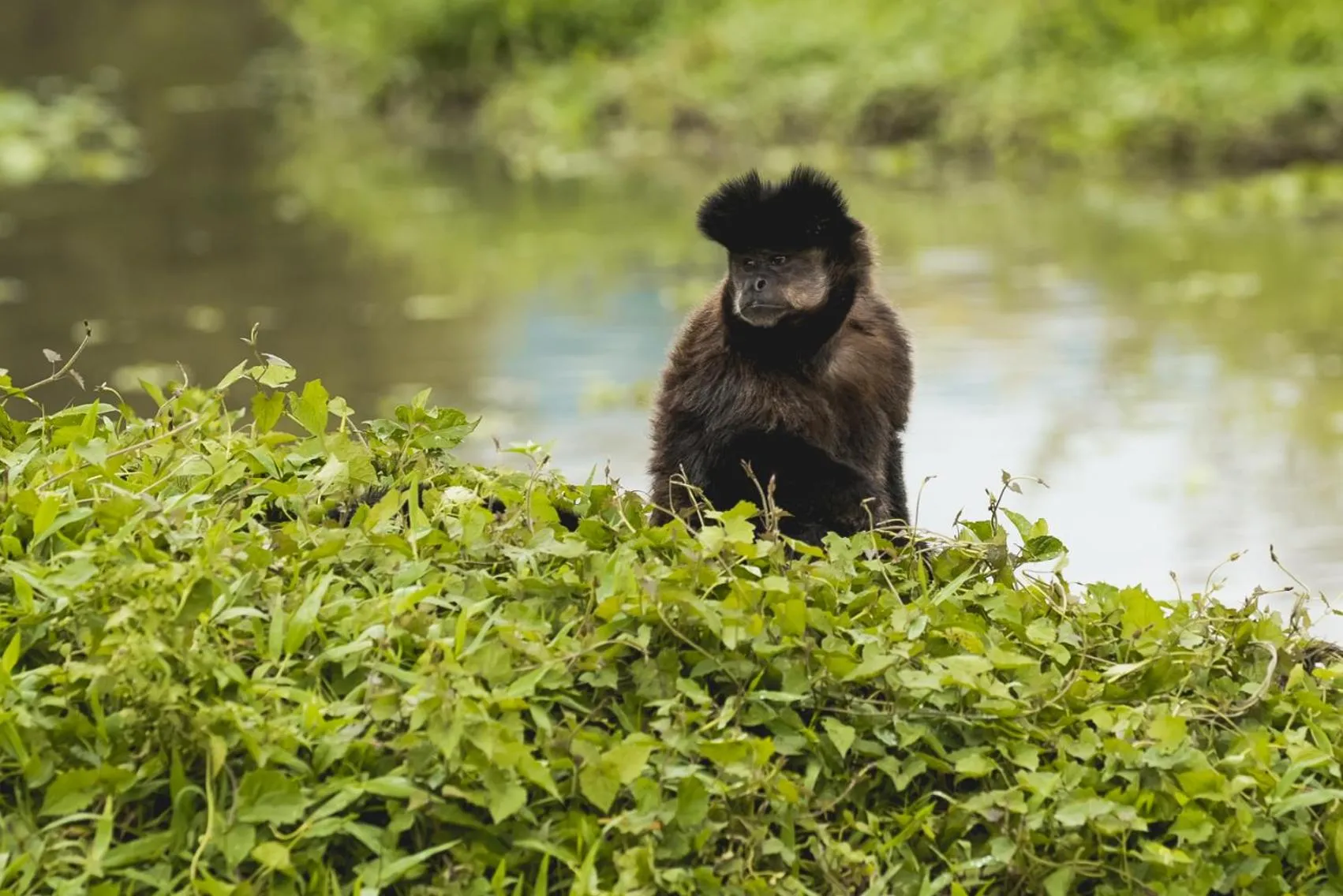 Natural landscape in Hotel Internacional Gravatal