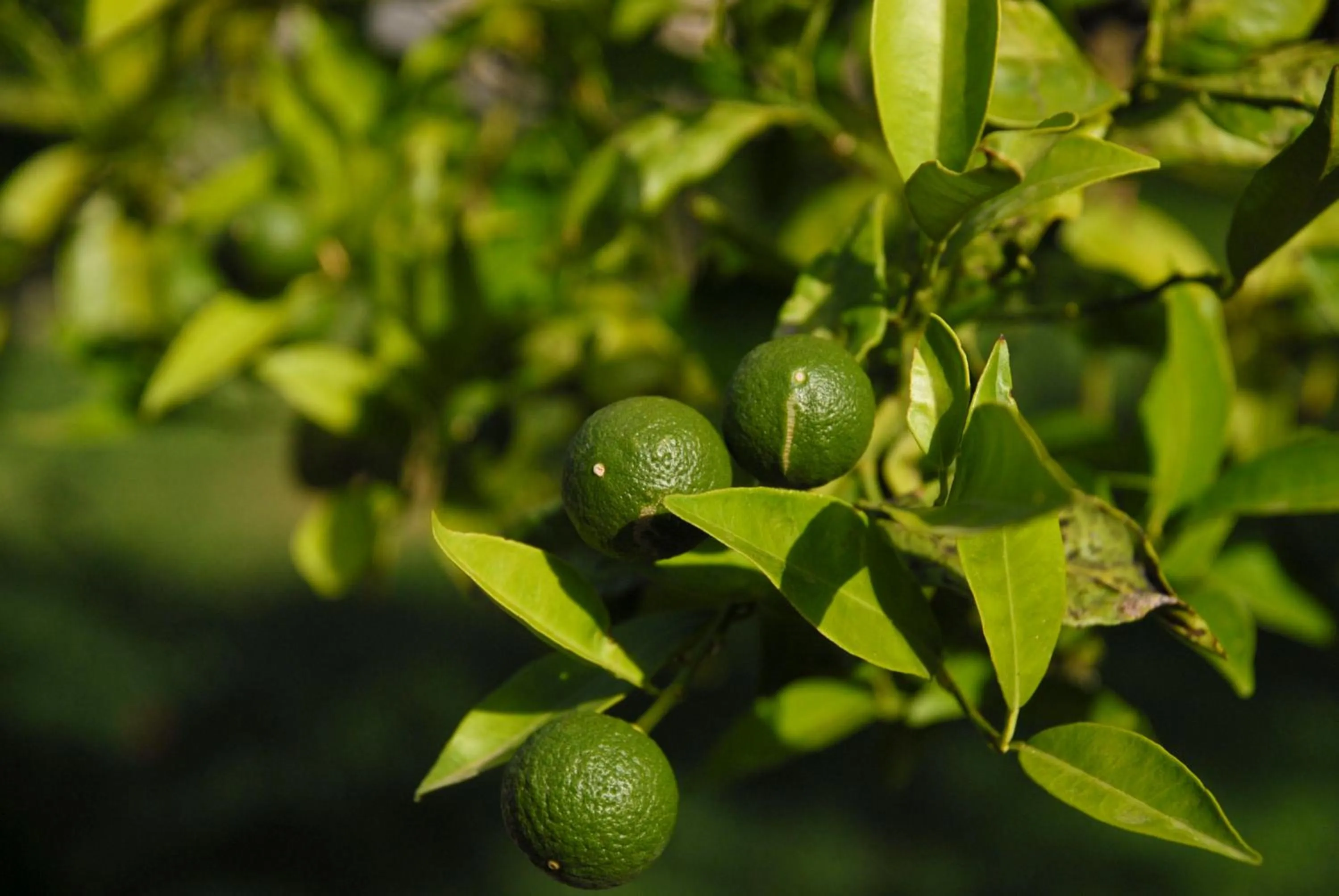 Facade/entrance in Masseria Valente