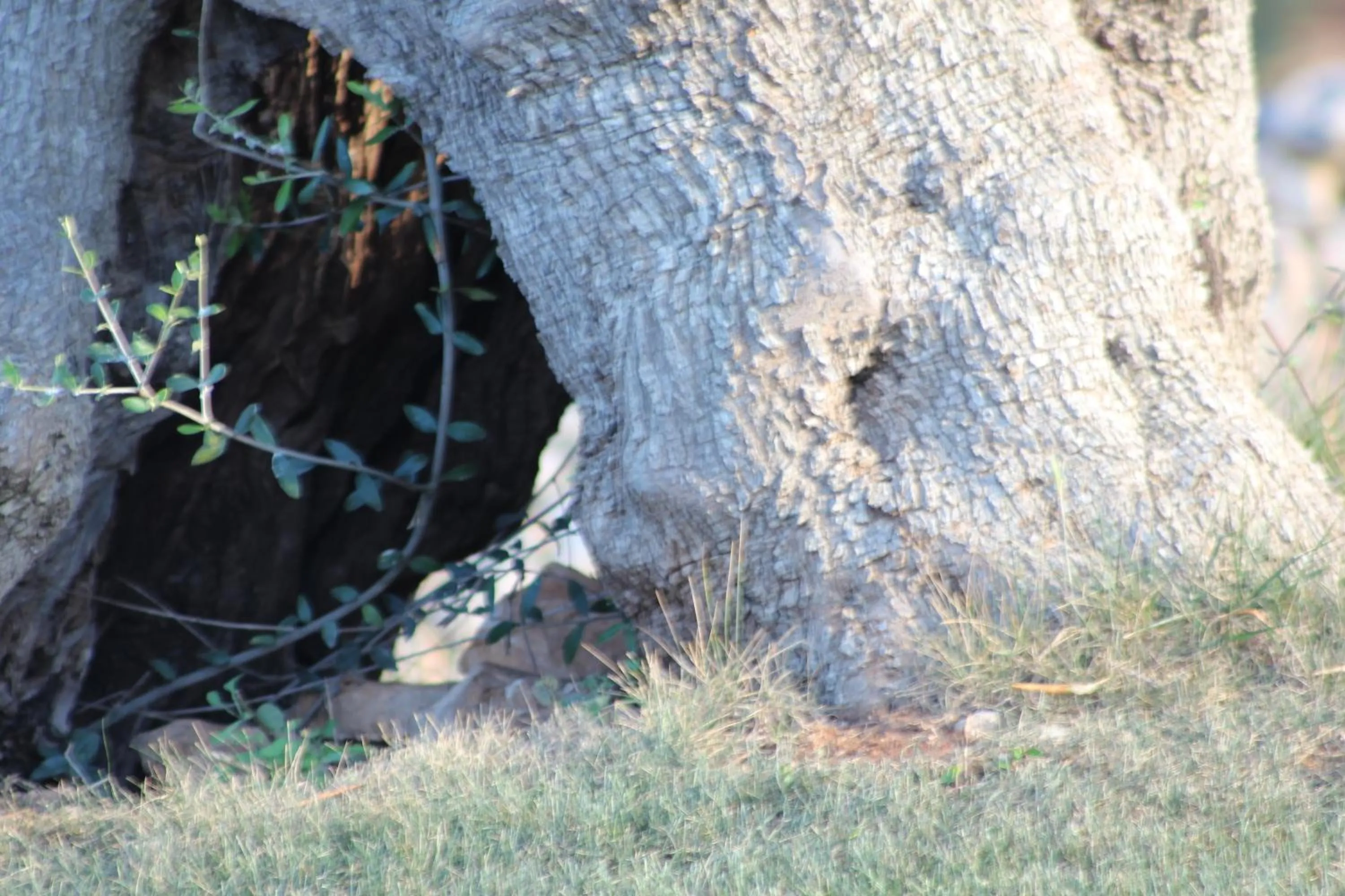 Facade/entrance in Masseria Valente