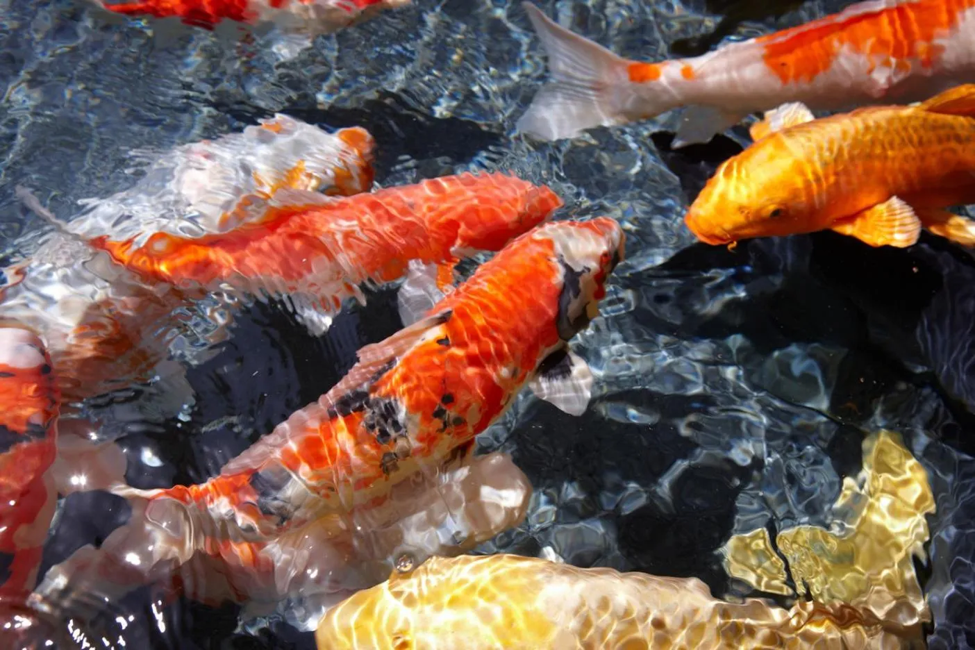 Garden in Beautiful Japanese Garden Kagetsu