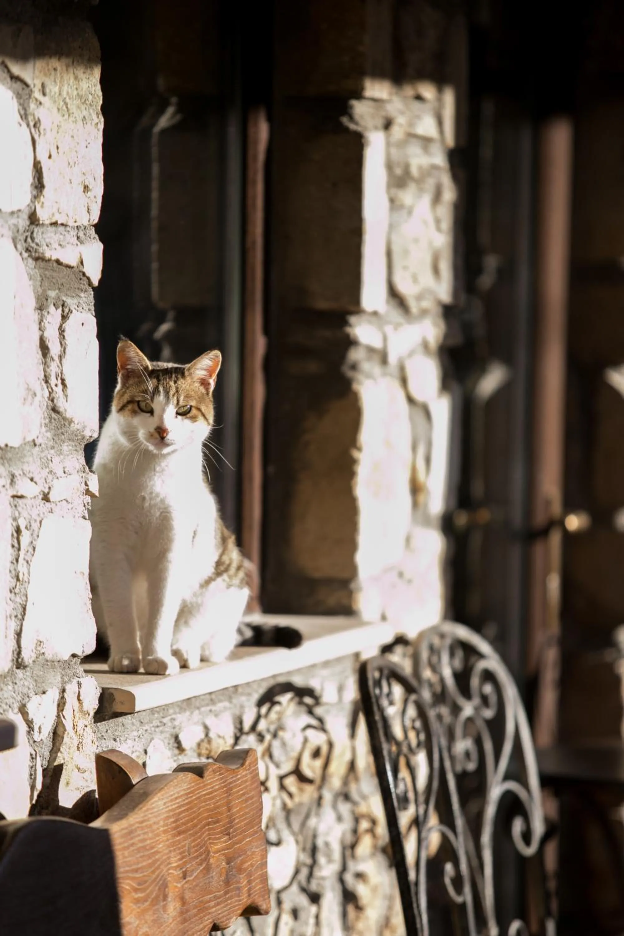 Pets in Atrion Highland Hotel