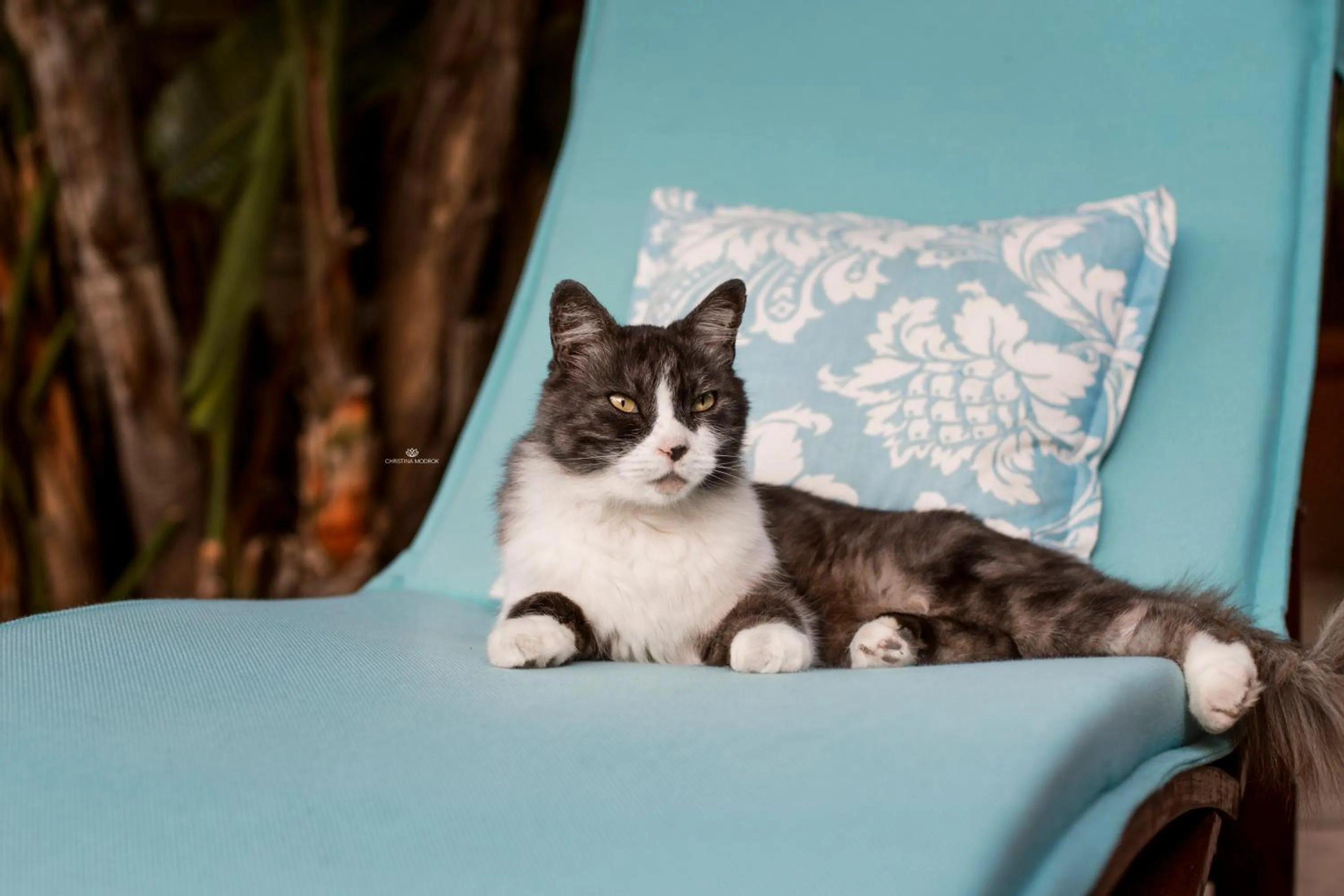 Animals in Khashamongo B & B