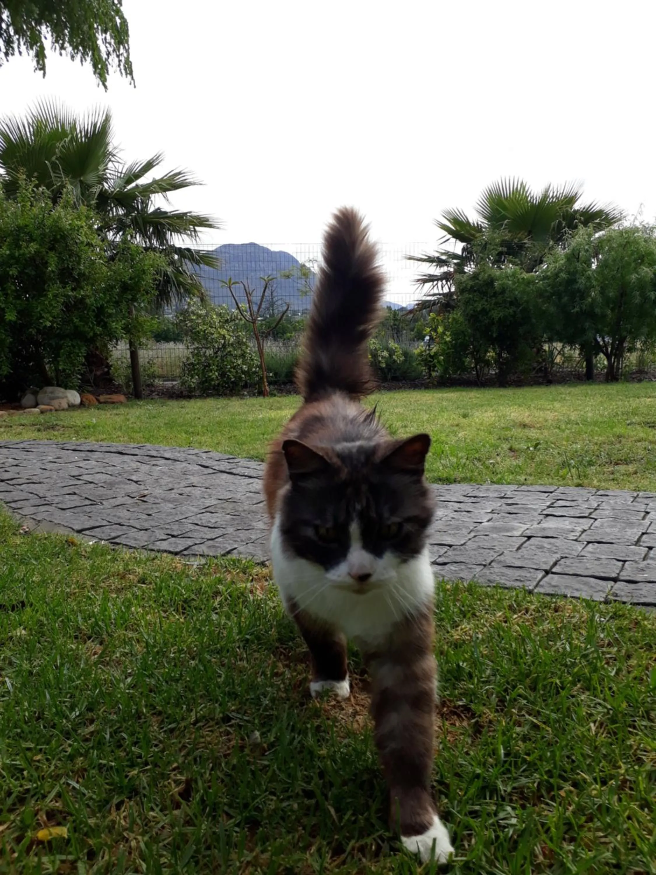 Pets in Khashamongo B & B