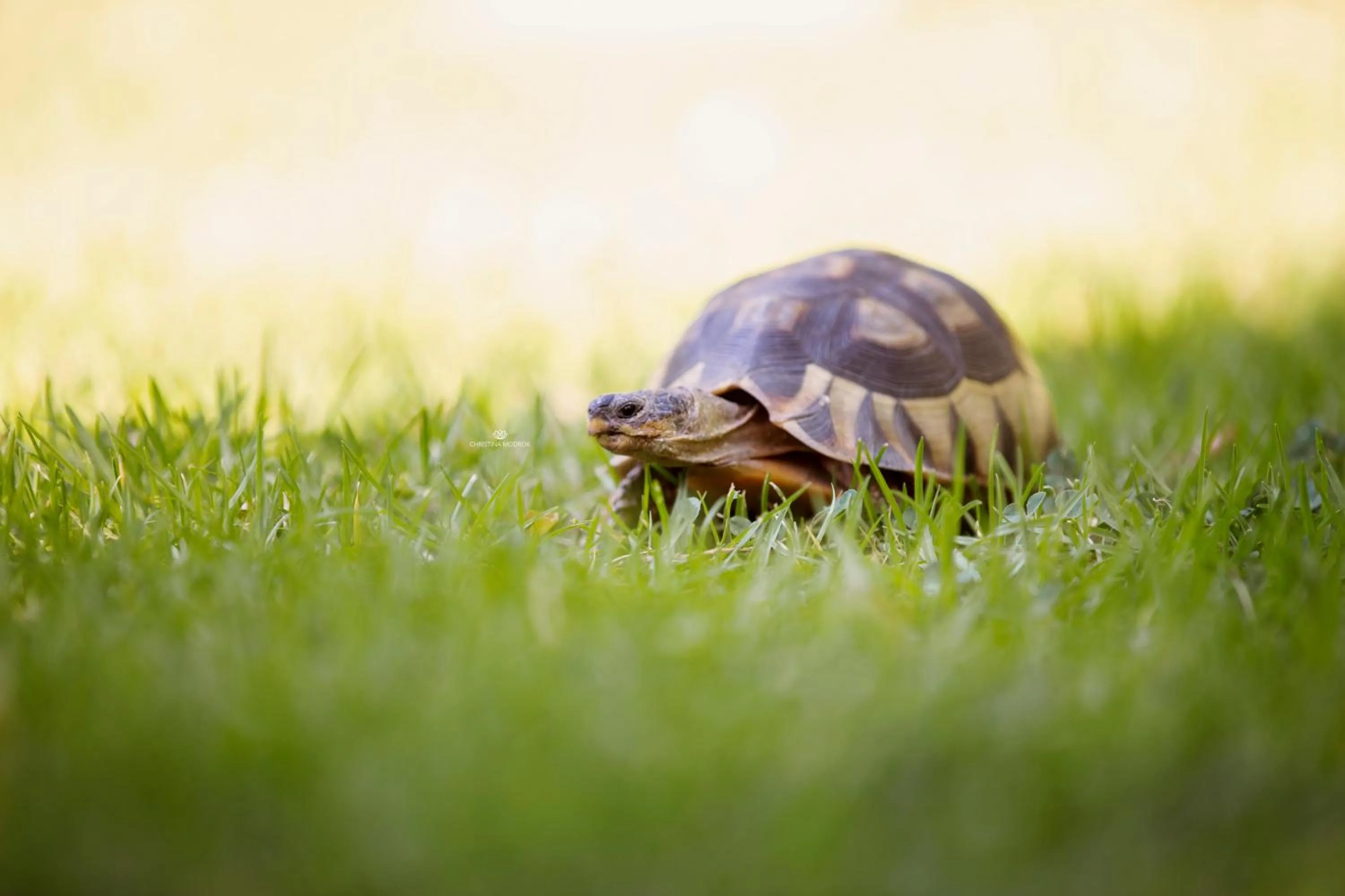 Animals in Khashamongo B & B