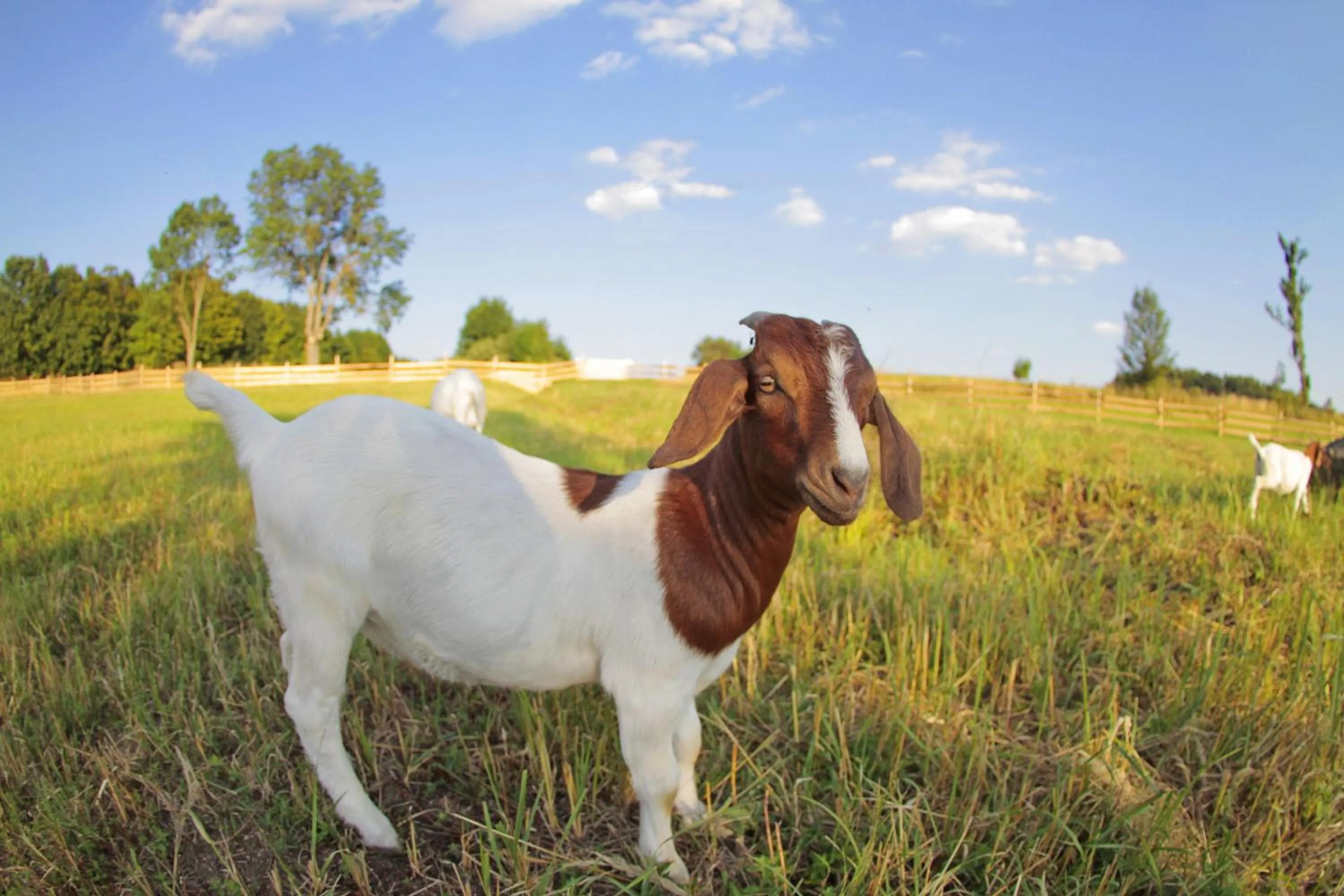 Animals in Hotel Horní Dvůr