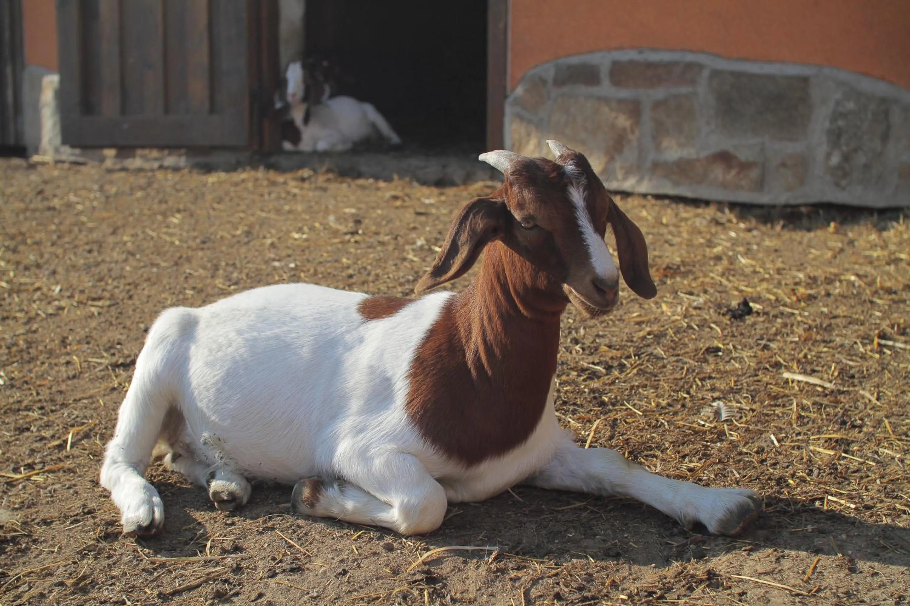 Animals in Hotel Horní Dvůr