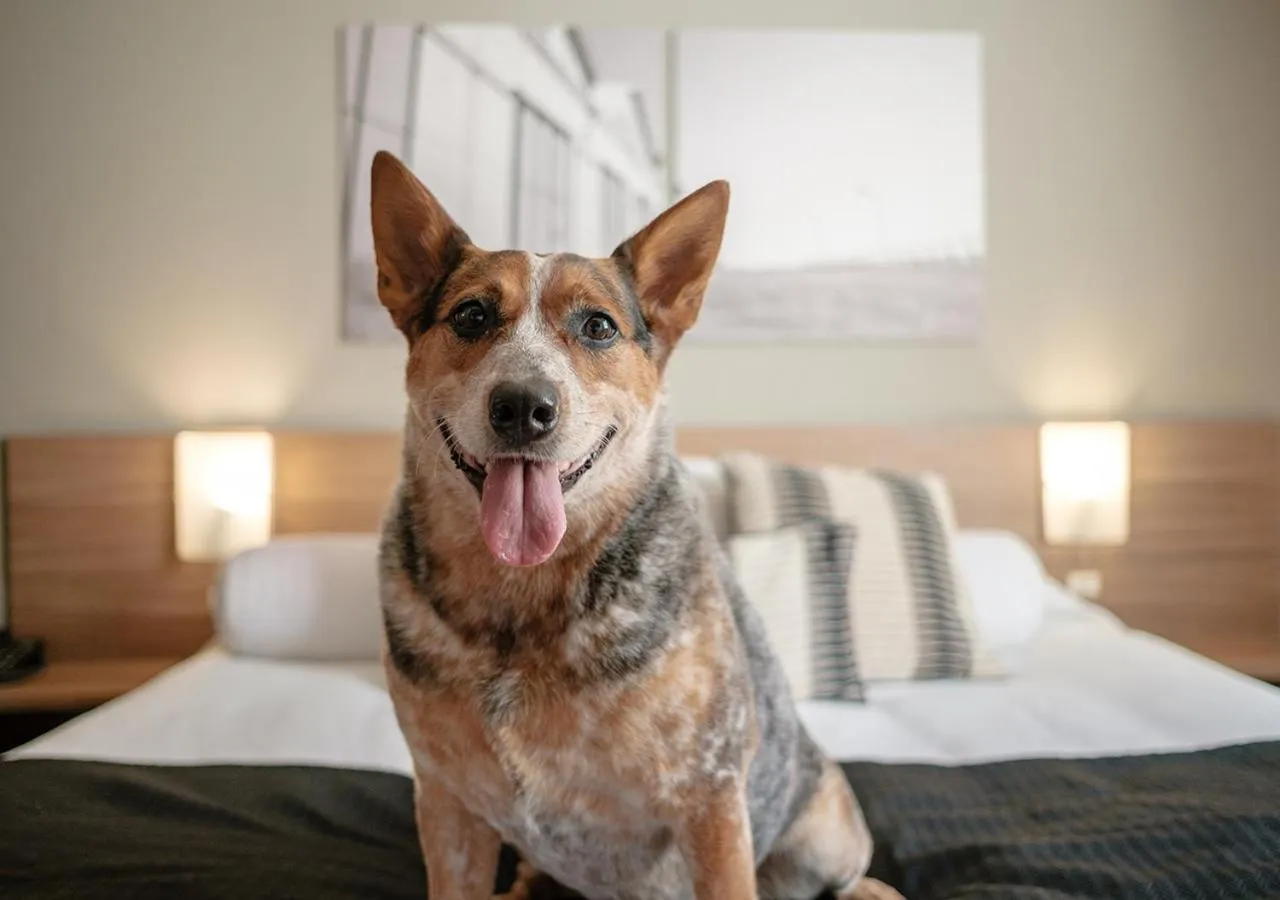 Pets in Açores Premium- 5 Minutos do Moinhos de Vento