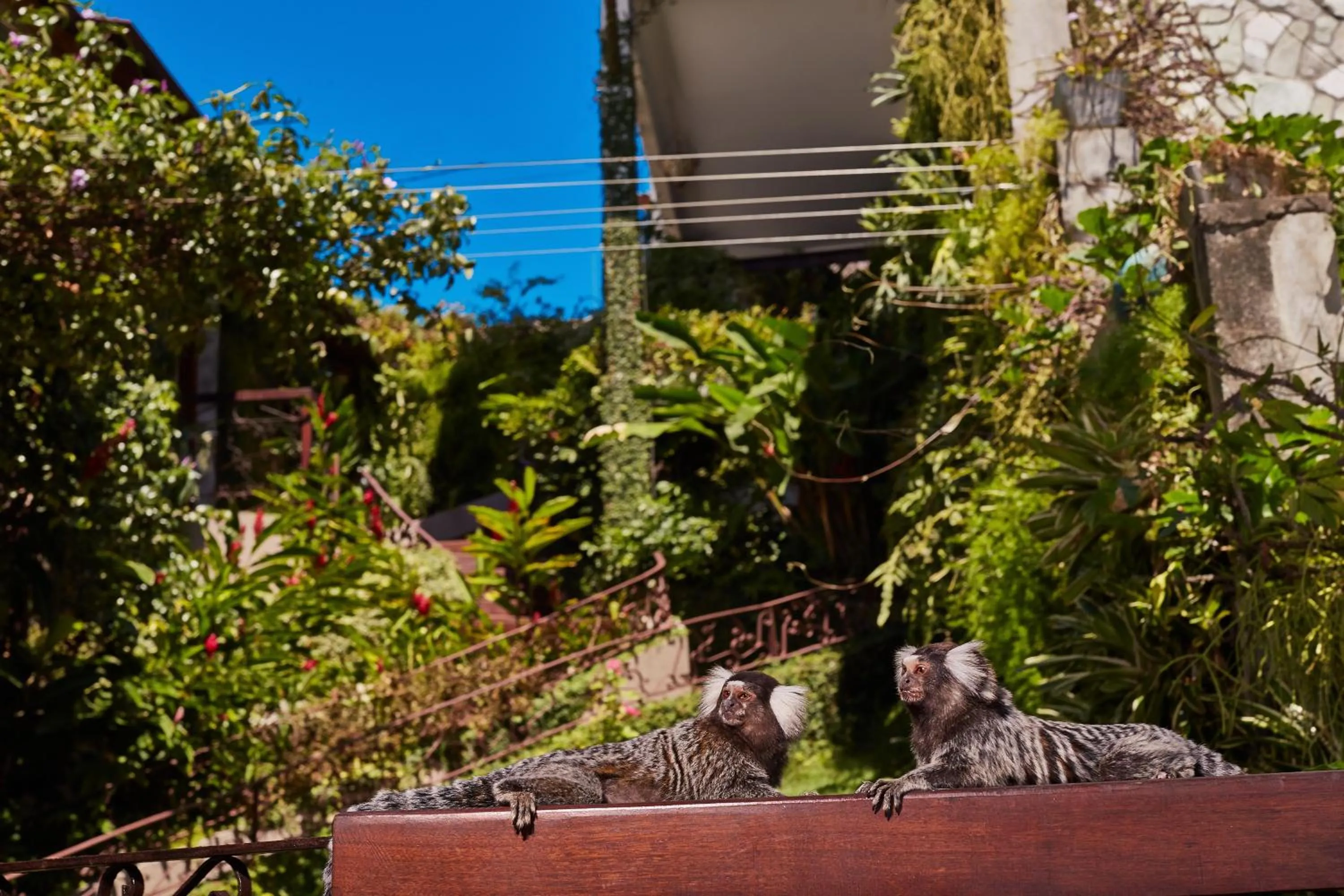 Garden in Boutique Hotel Marlin's