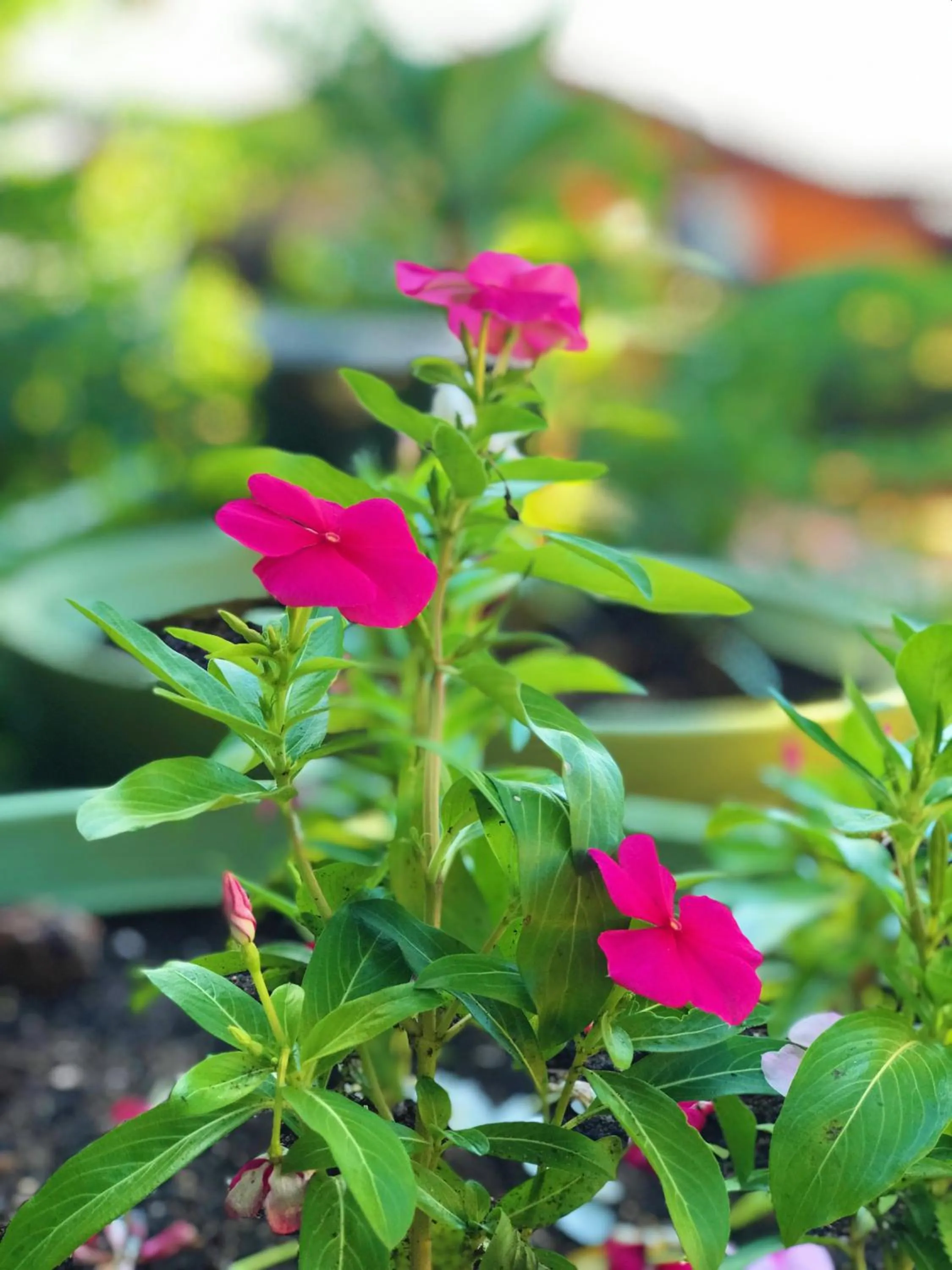 Garden in Star Búzios Pousada