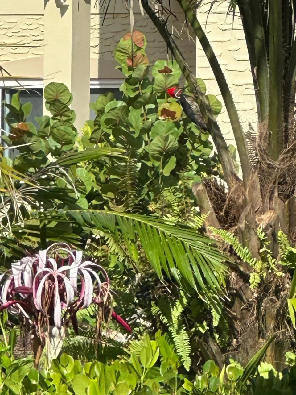 Animals in Las Olas Beach Resort