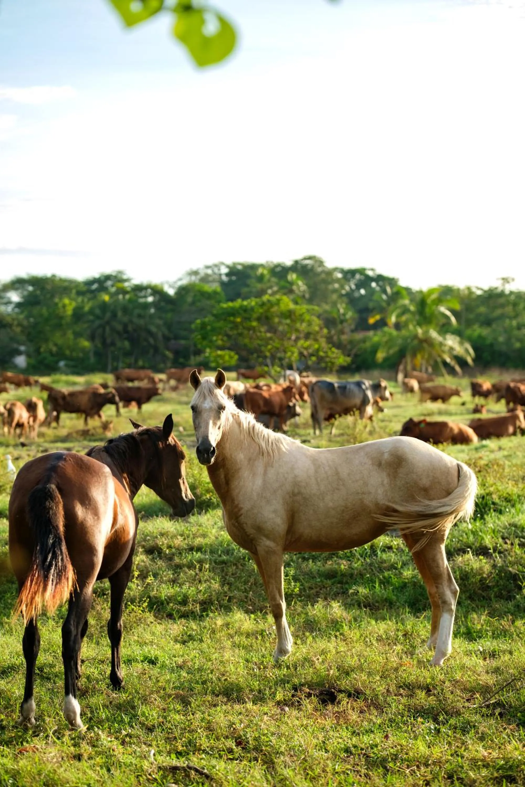 Animals in Las Olas Beach Resort
