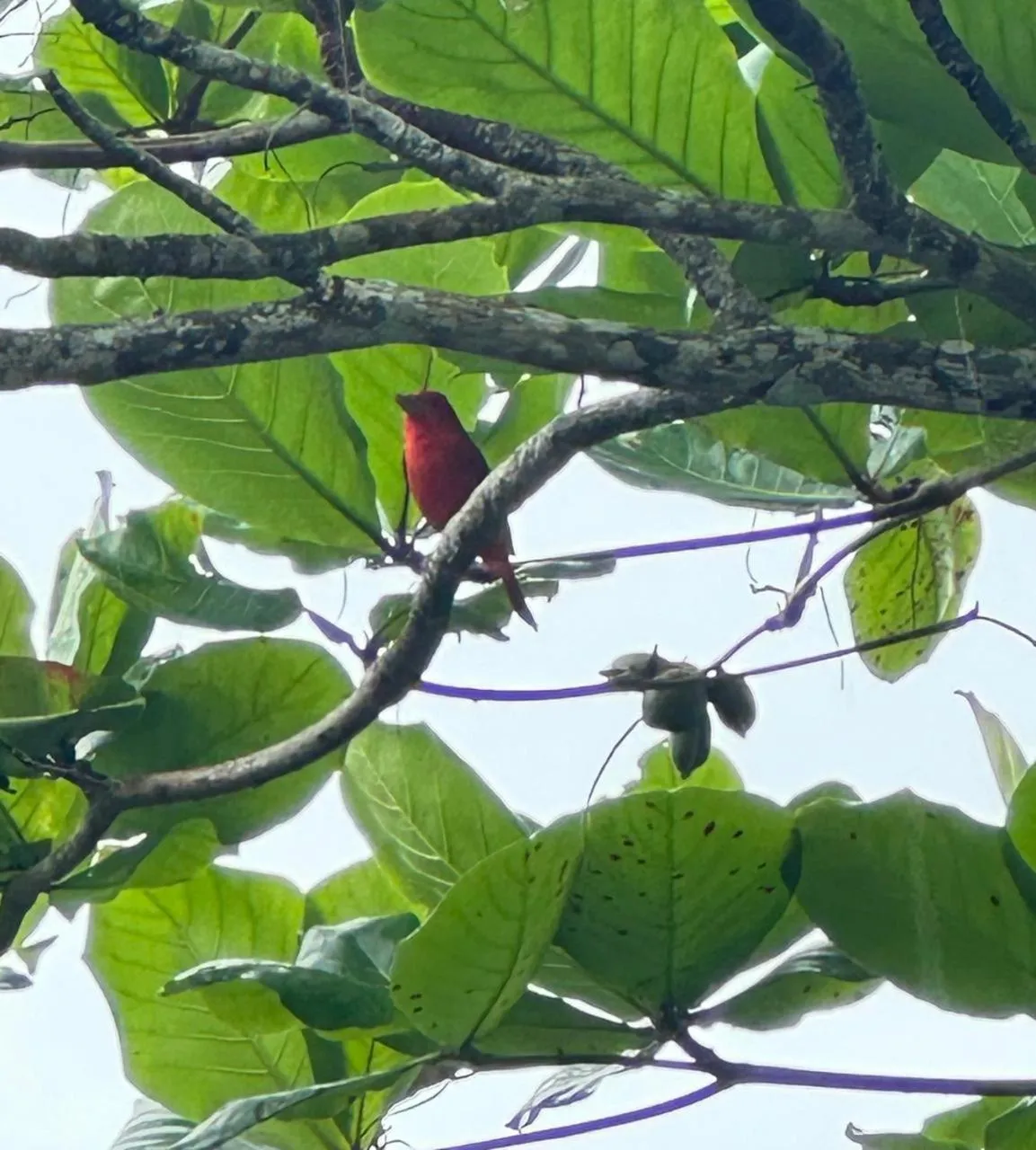 Animals in Las Olas Beach Resort