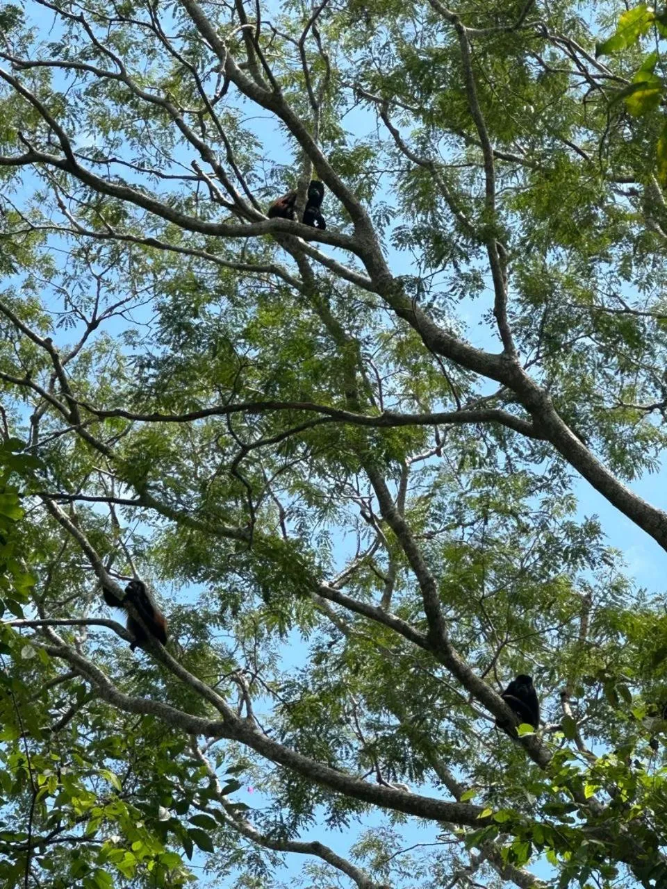Natural landscape in Las Olas Beach Resort