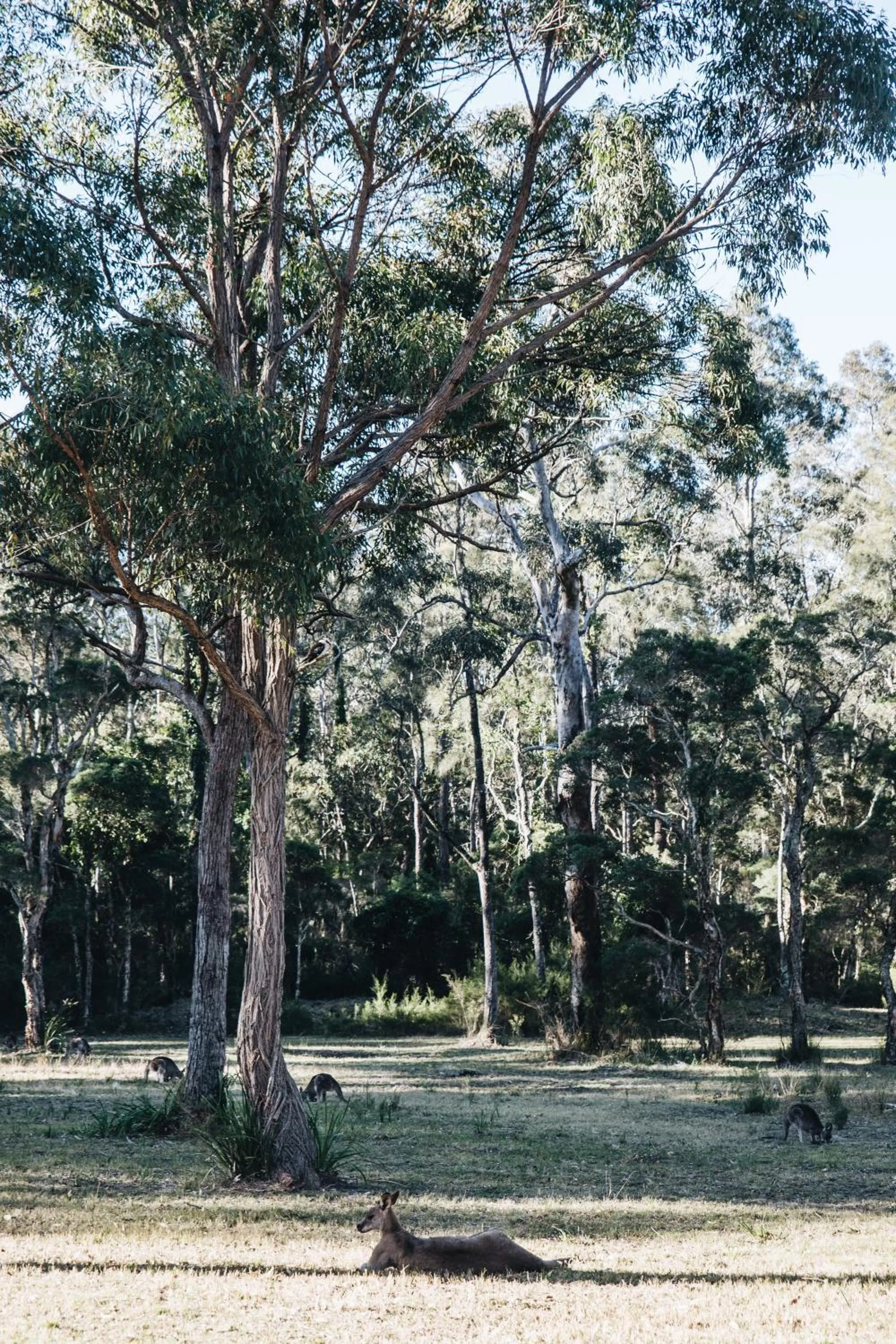 Worrowing Jervis Bay