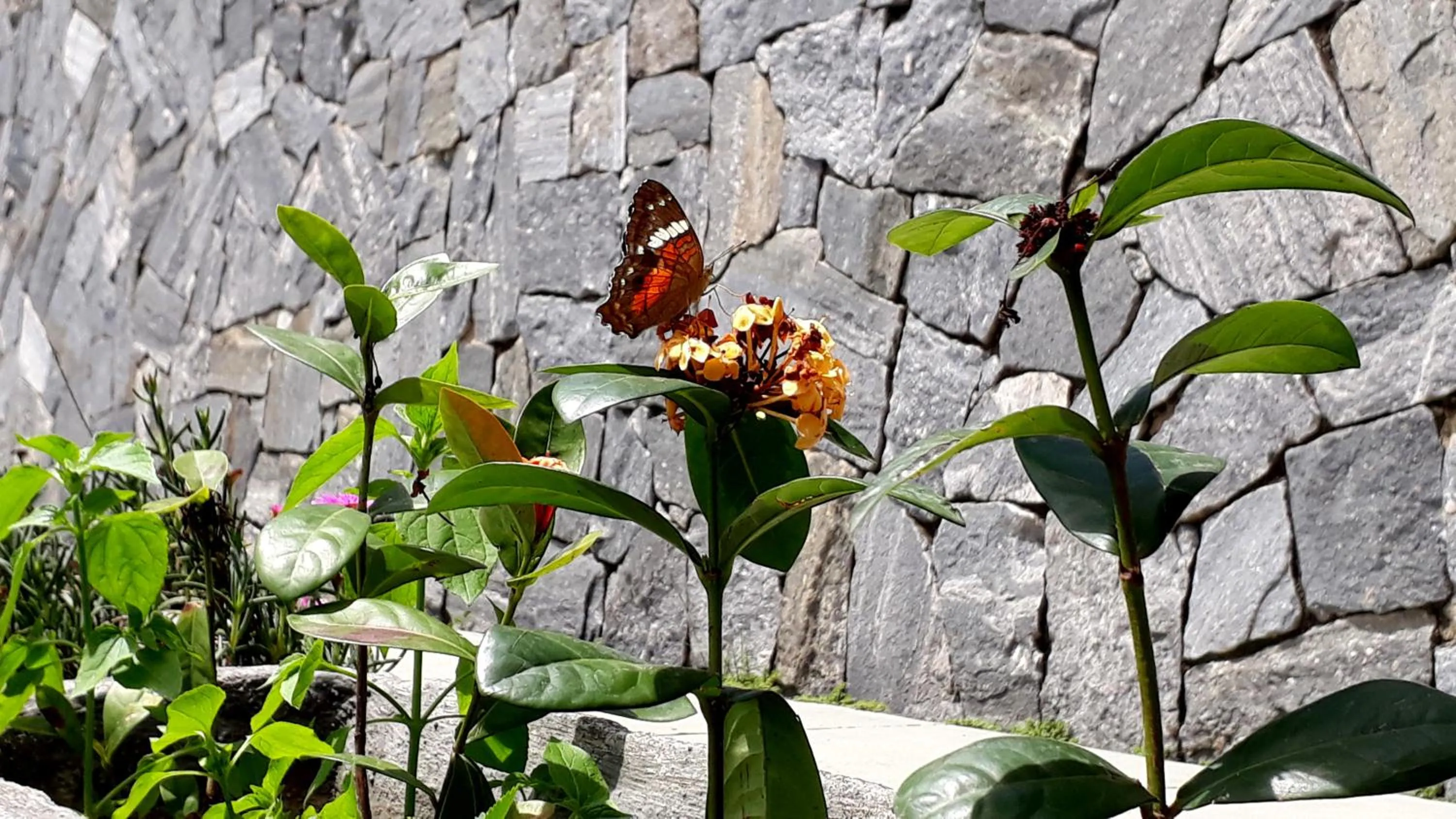 Morada Recanto das Flores