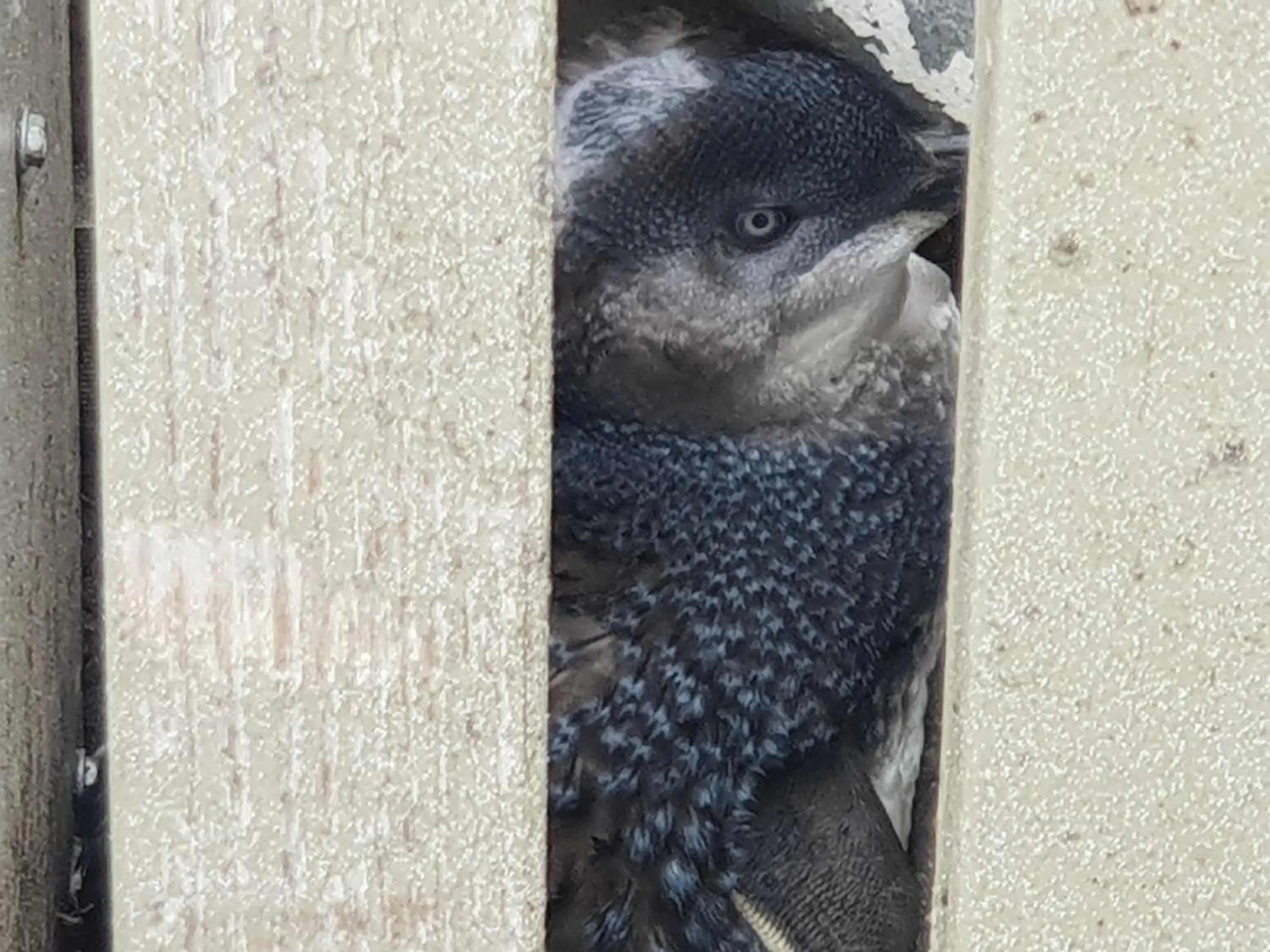 Animals in Diamond Island Resort, Restaurant & Bar and Penguin Show