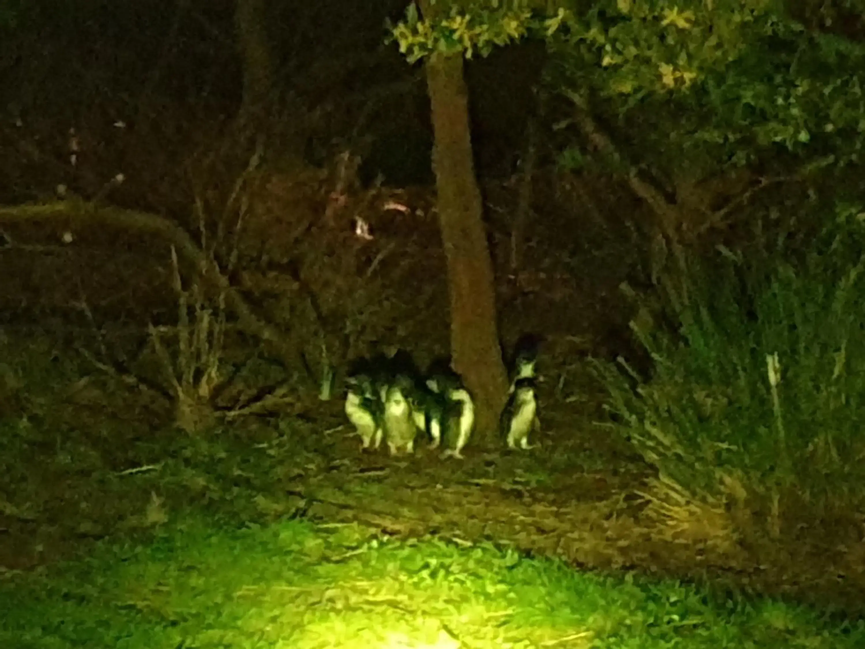 Night in Diamond Island Resort, Restaurant & Bar and Penguin Show Night in Diamond Island Resort, Restaurant & Bar and Penguin Show