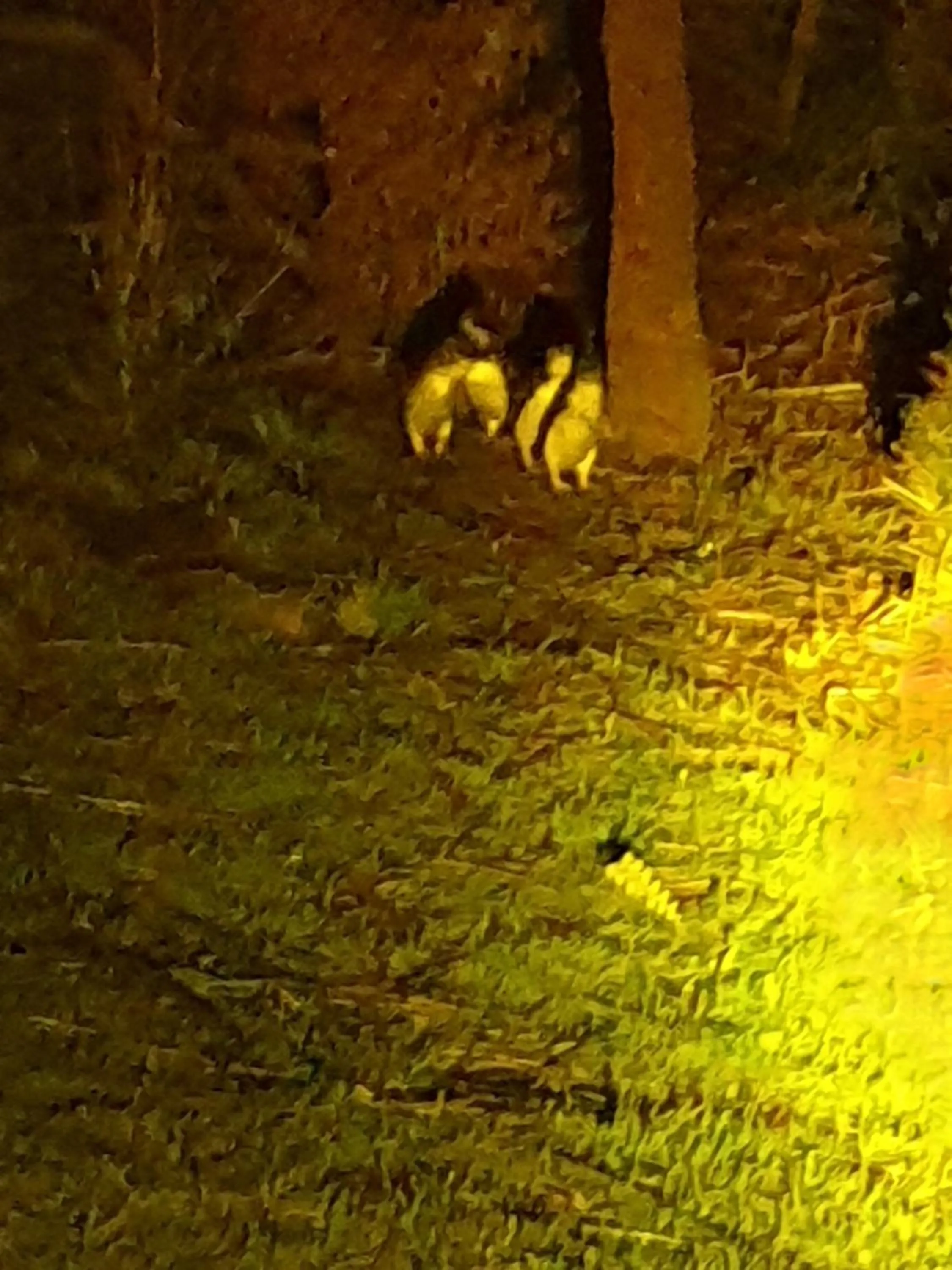 Night in Diamond Island Resort, Restaurant & Bar and Penguin Show