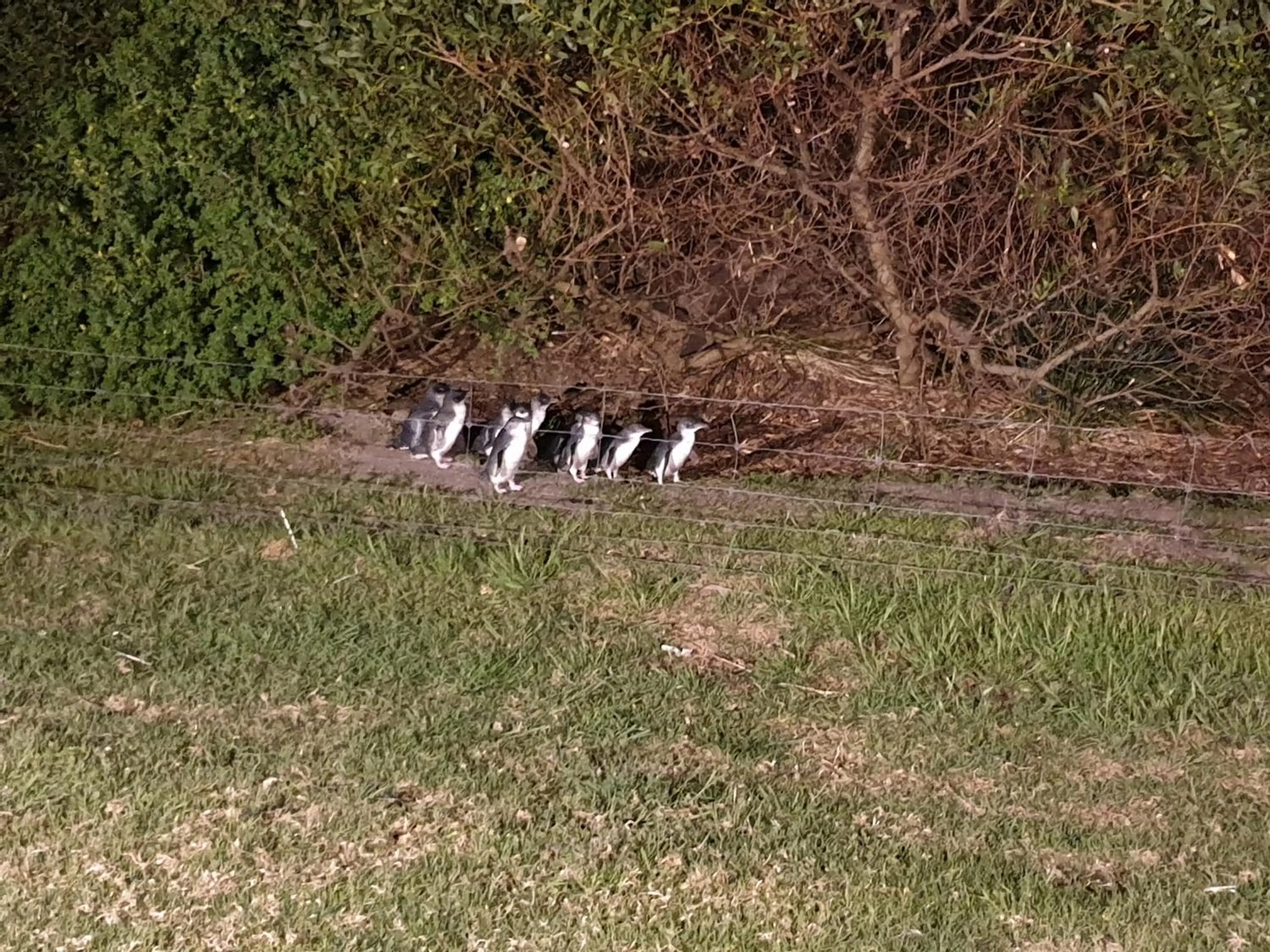Garden in Diamond Island Resort, Restaurant & Bar and Penguin Show