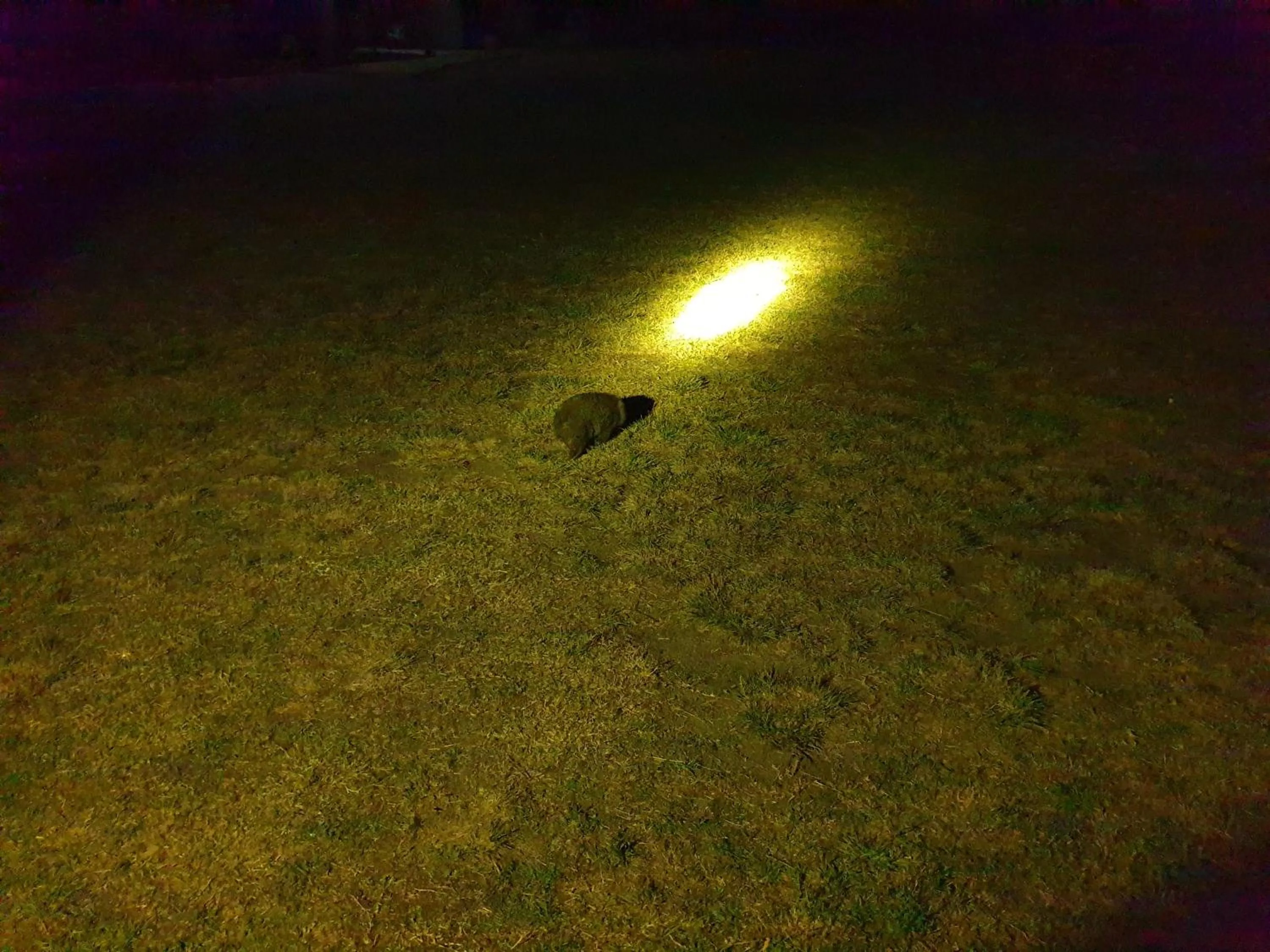 Animals in Diamond Island Resort, Restaurant & Bar and Penguin Show