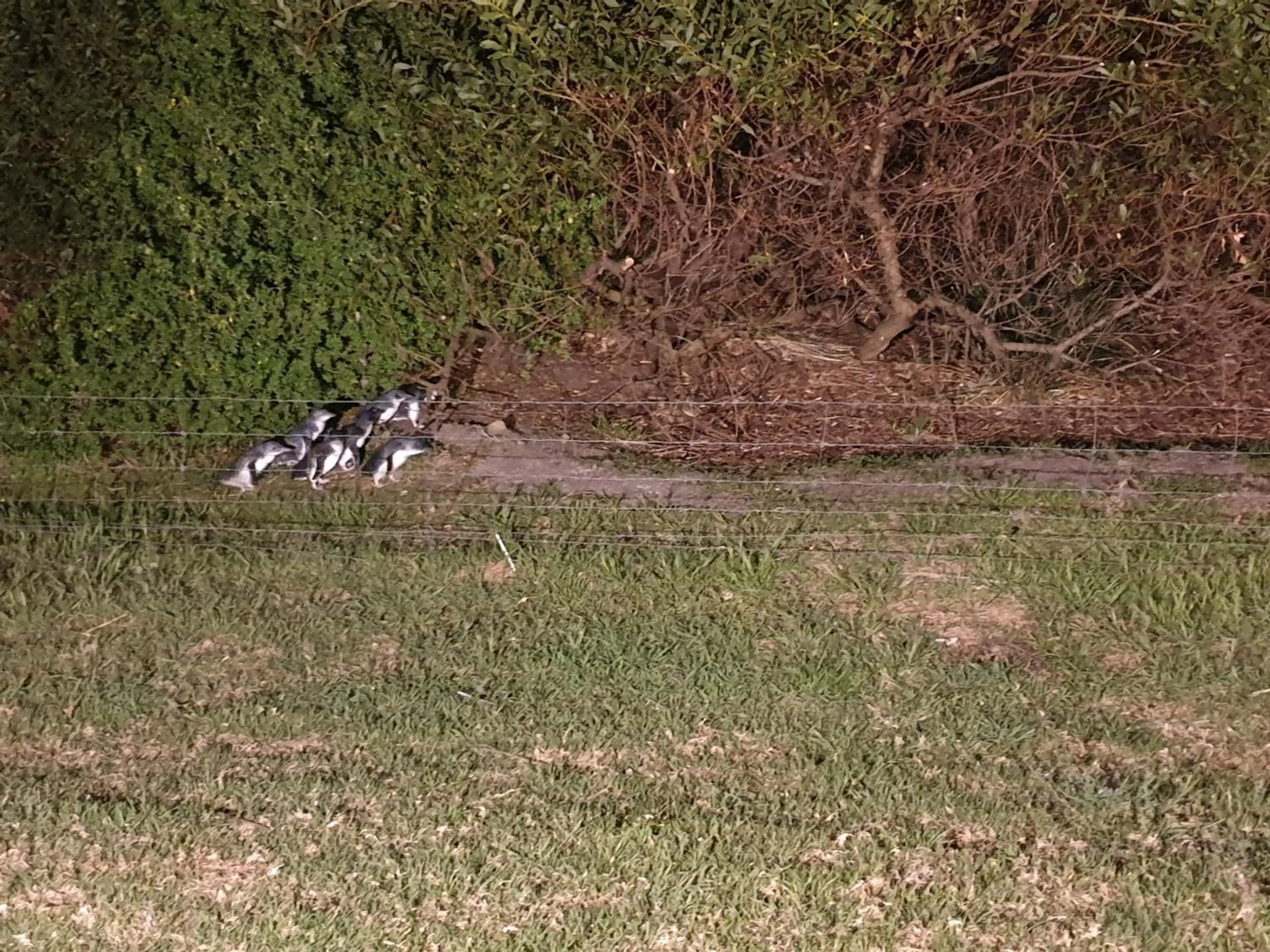 Animals in Diamond Island Resort, Restaurant & Bar and Penguin Show