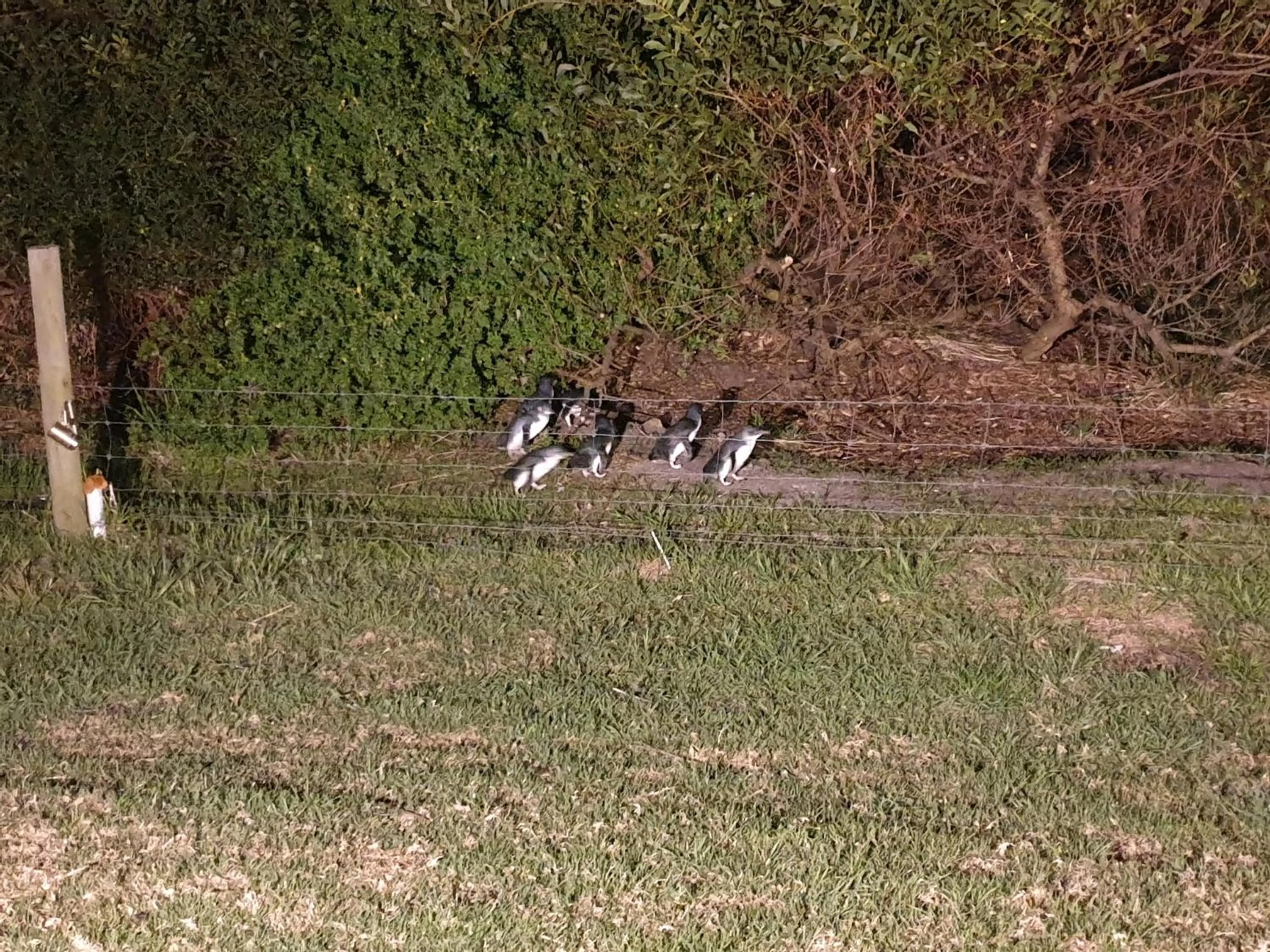 Animals in Diamond Island Resort, Restaurant & Bar and Penguin Show