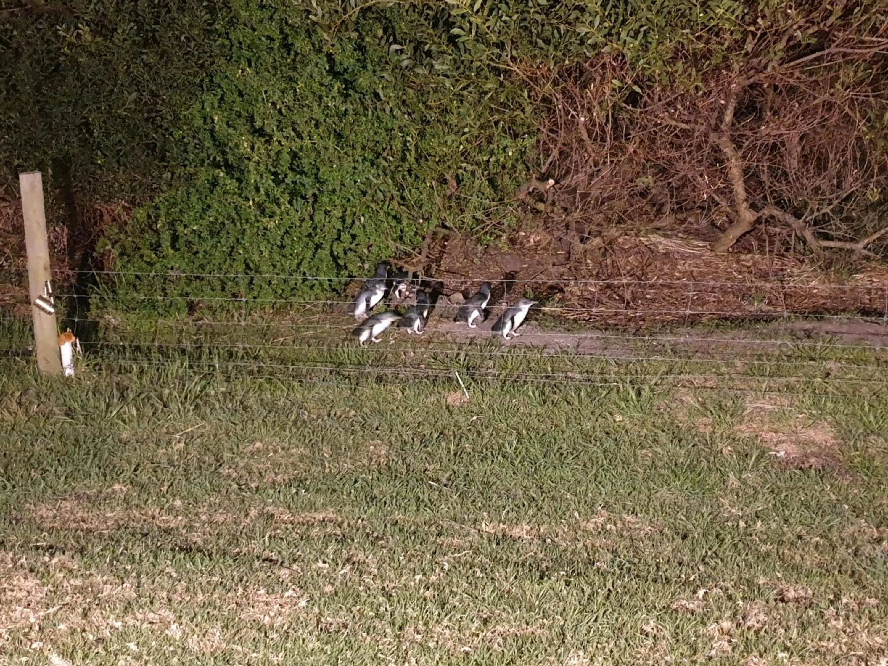 Animals in Diamond Island Resort, Restaurant & Bar and Penguin Show Animals in Diamond Island Resort, Restaurant & Bar and Penguin Show