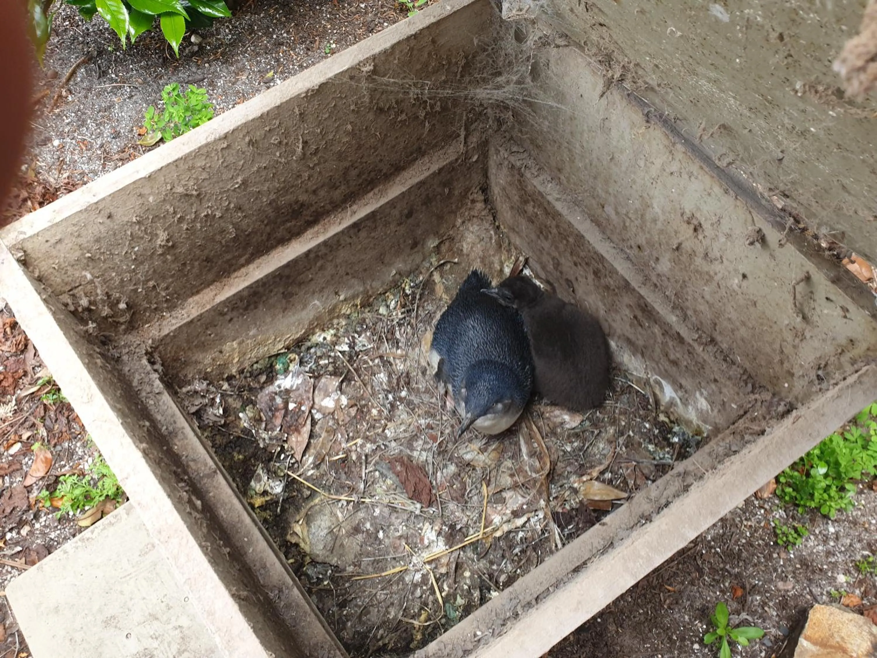 Animals in Diamond Island Resort, Restaurant & Bar and Penguin Show