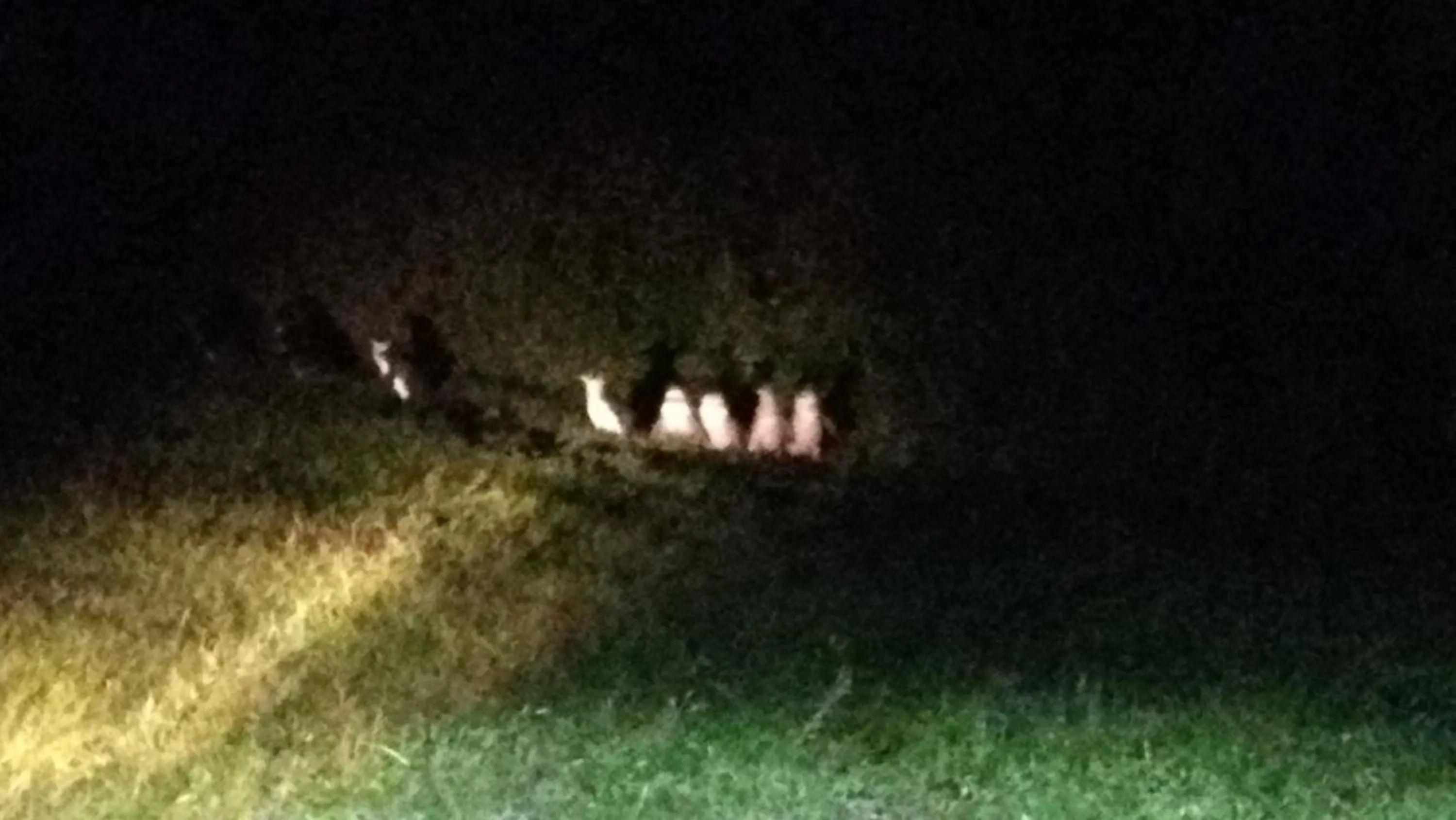 Night in Diamond Island Resort, Restaurant & Bar and Penguin Show