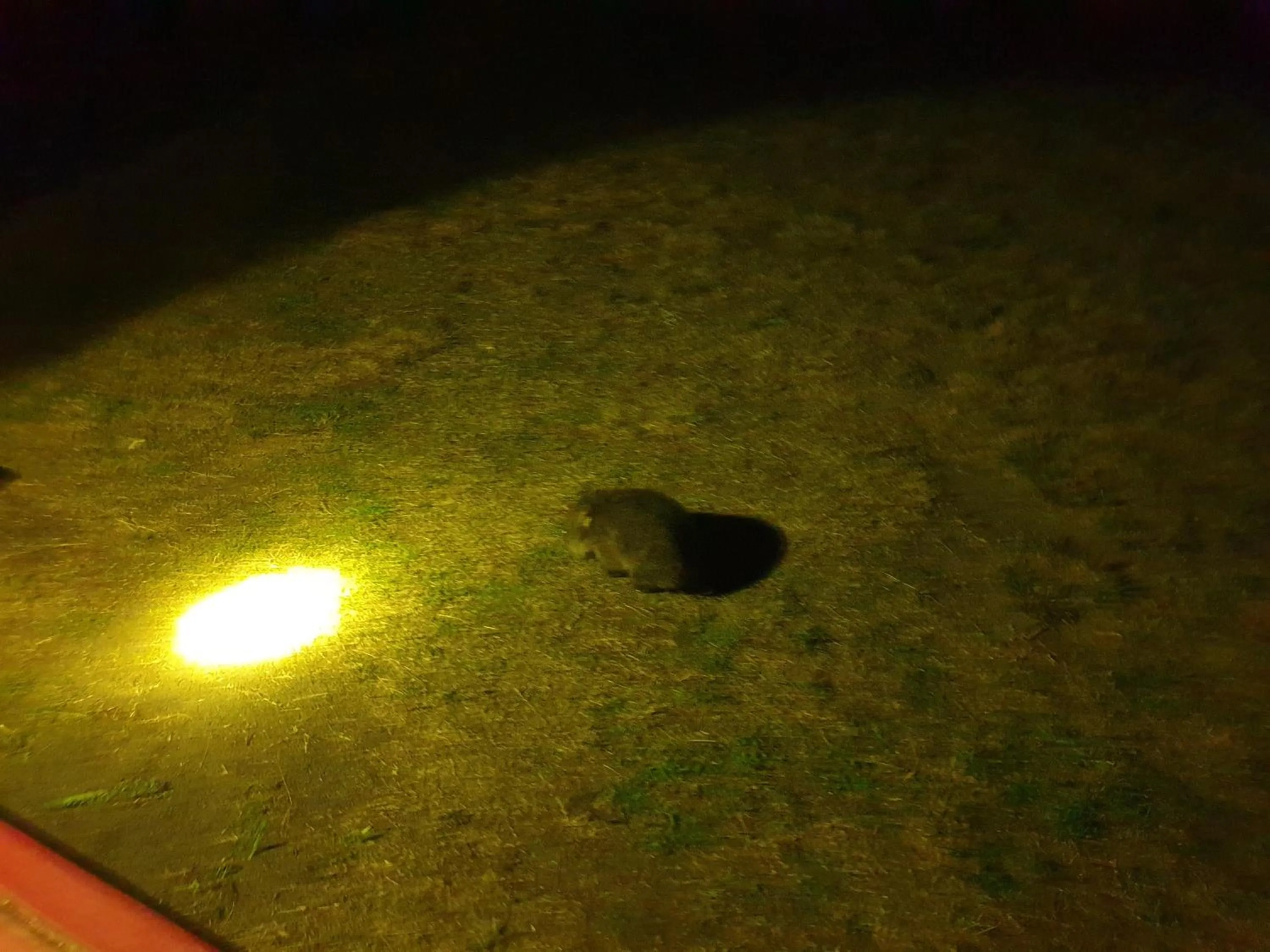 Night in Diamond Island Resort, Restaurant & Bar and Penguin Show