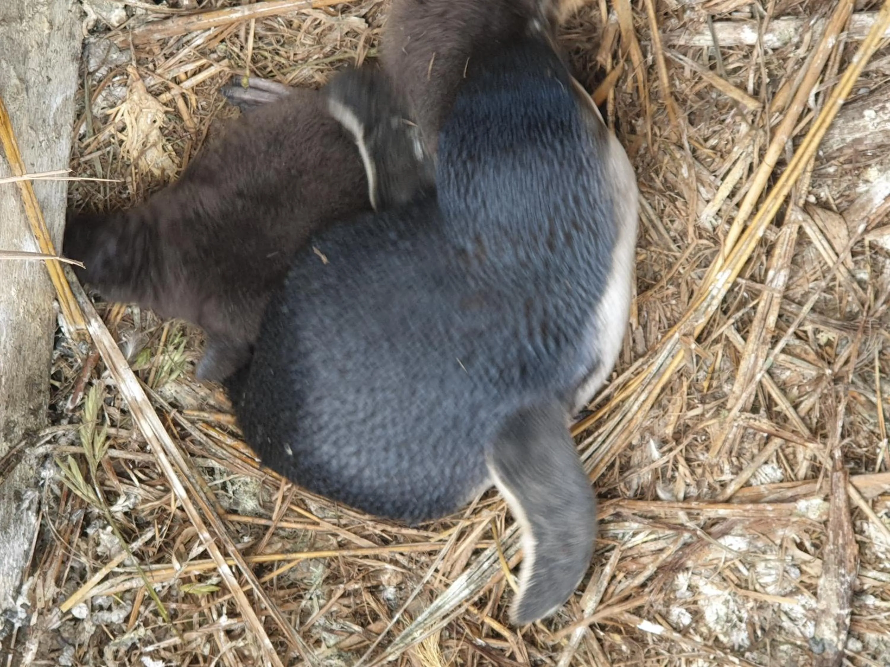 Animals in Diamond Island Resort, Restaurant & Bar and Penguin Show