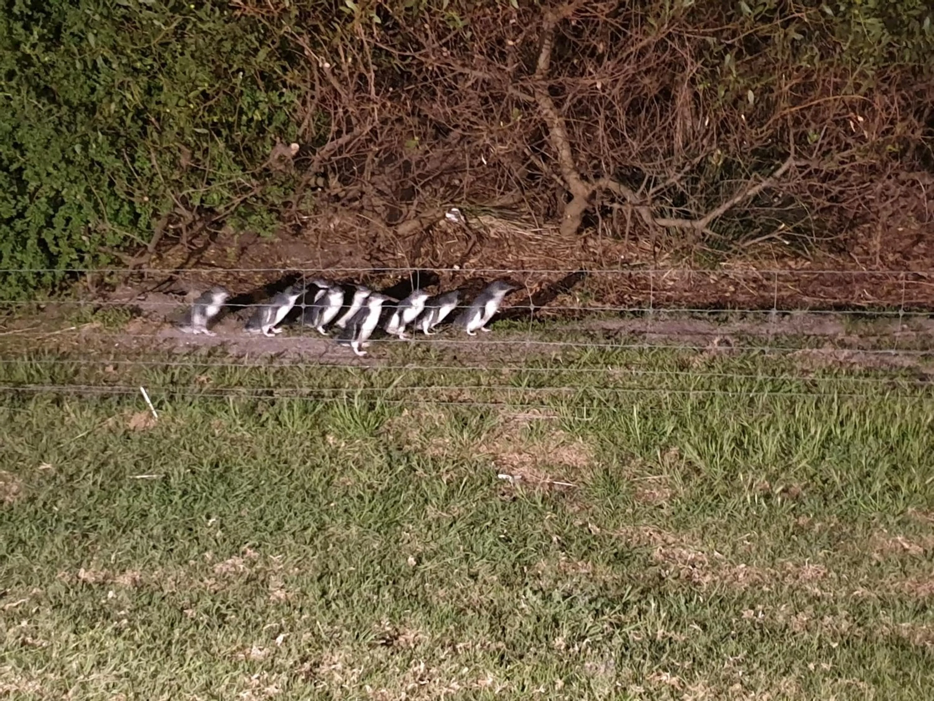 Night in Diamond Island Resort, Restaurant & Bar and Penguin Show