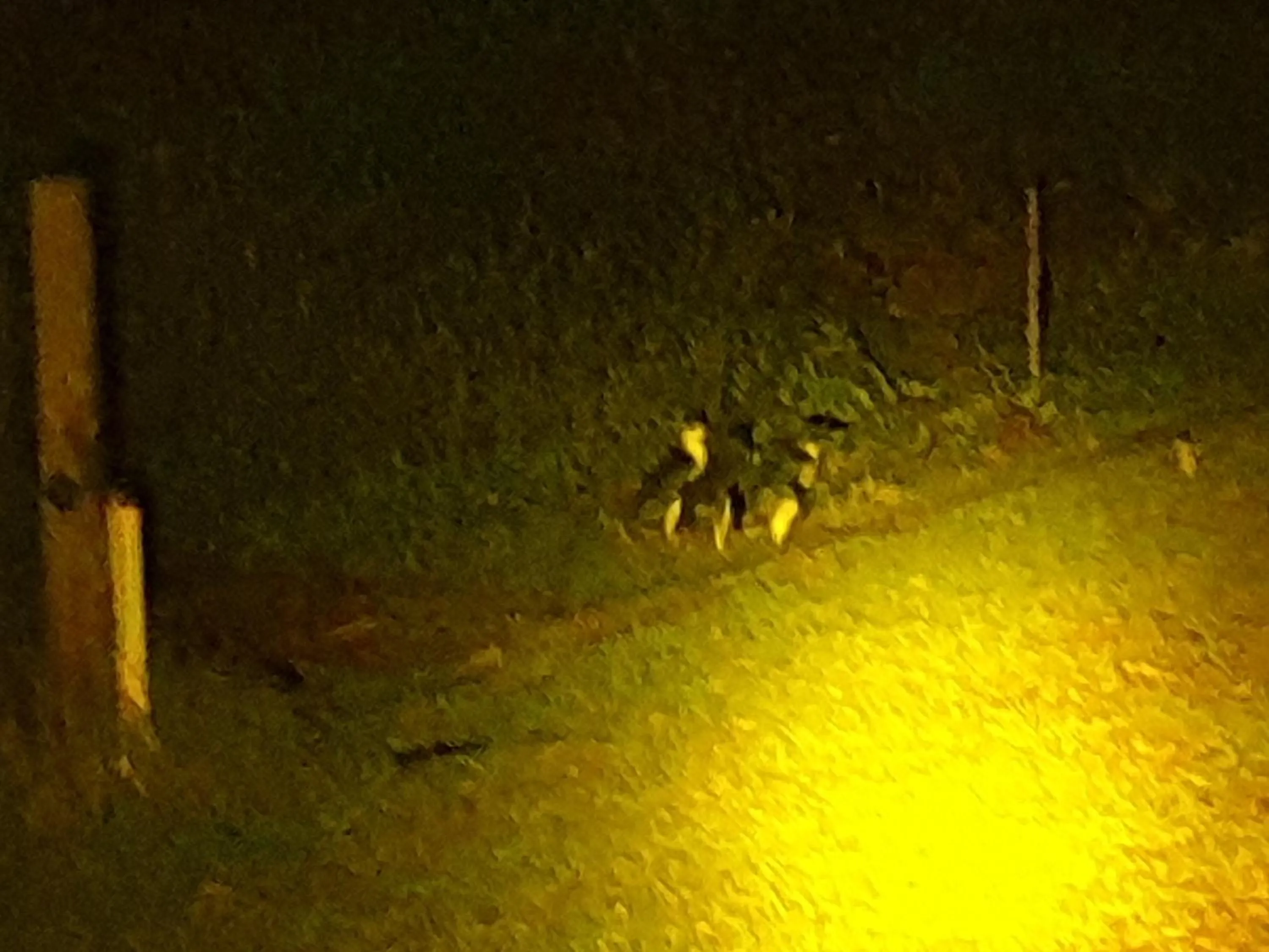 Night in Diamond Island Resort, Restaurant & Bar and Penguin Show